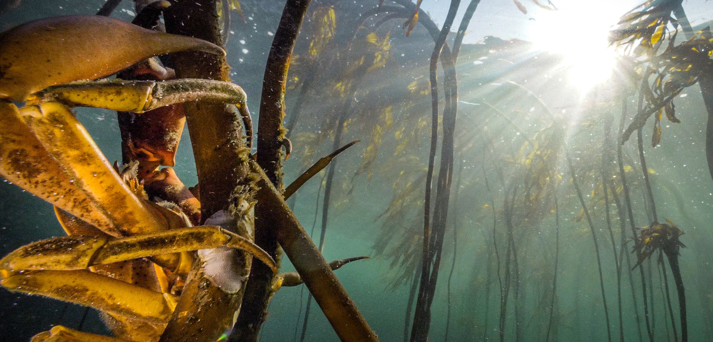 crab on kelp underwater