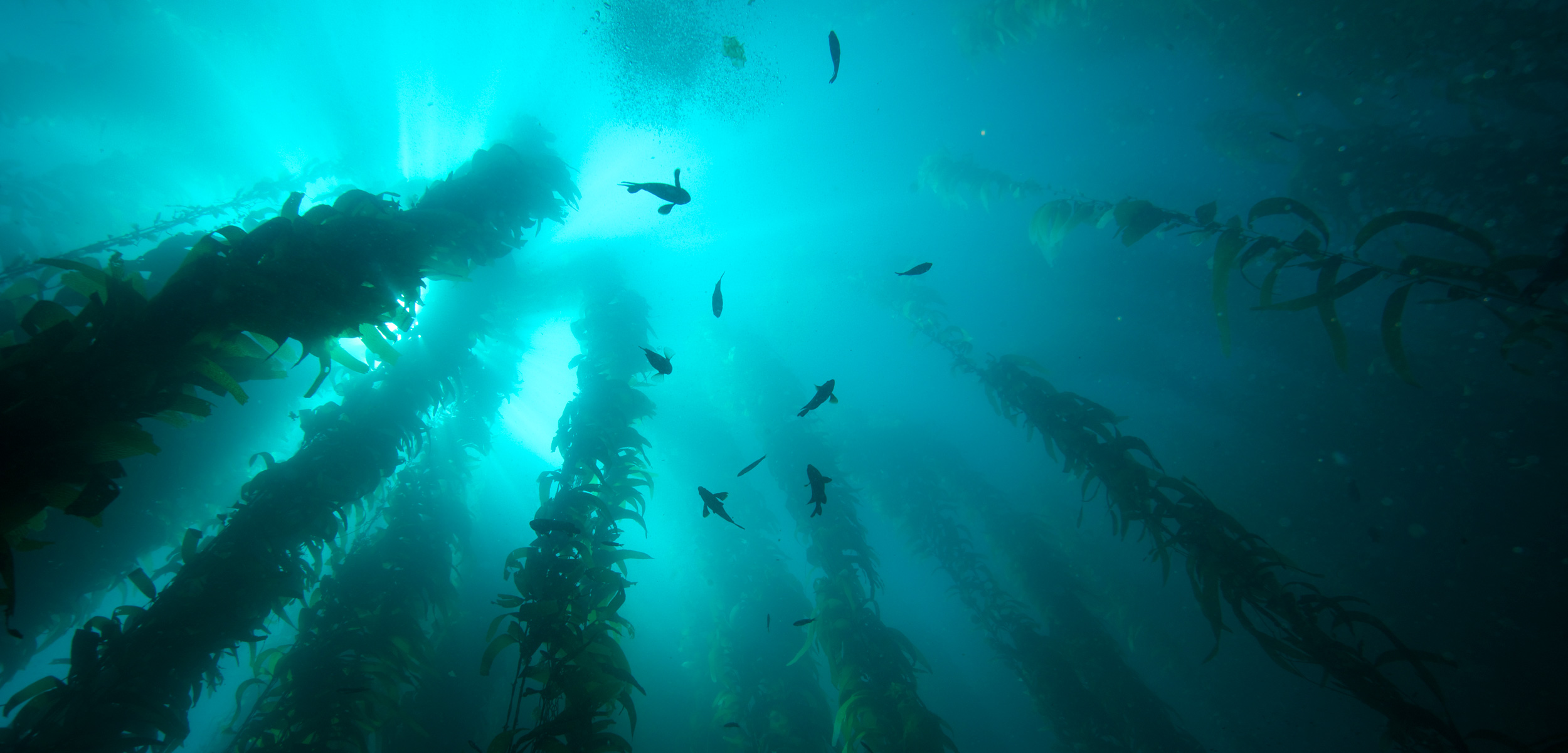 fish swim amongst giant kelp