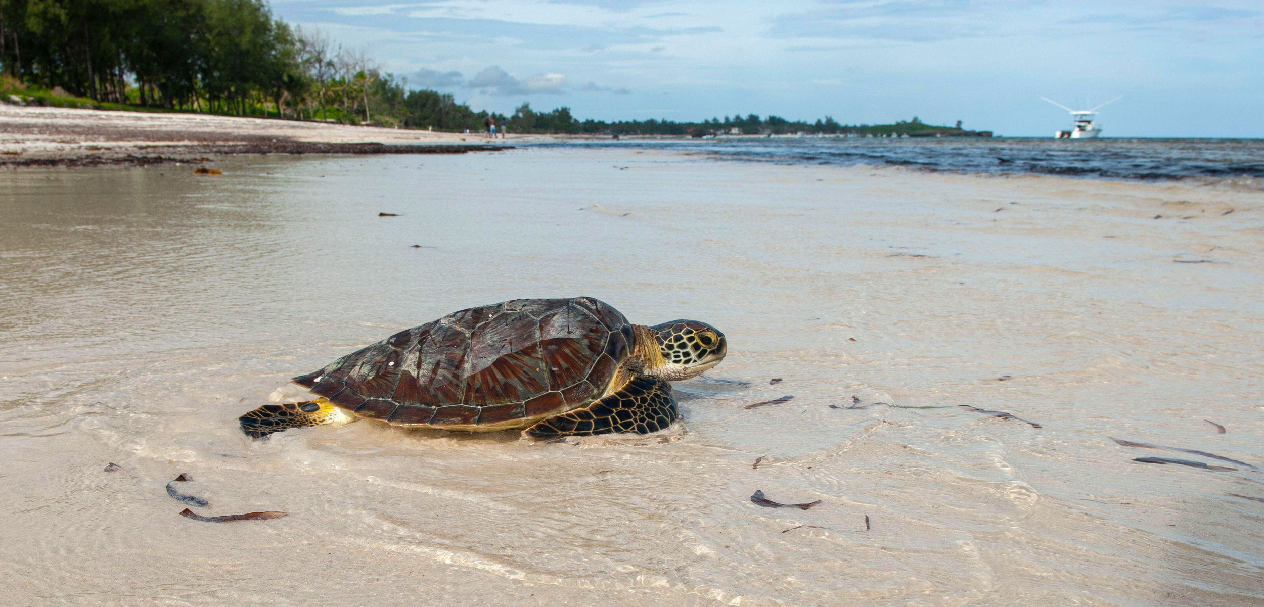 sea turtle on a beach in Kenya