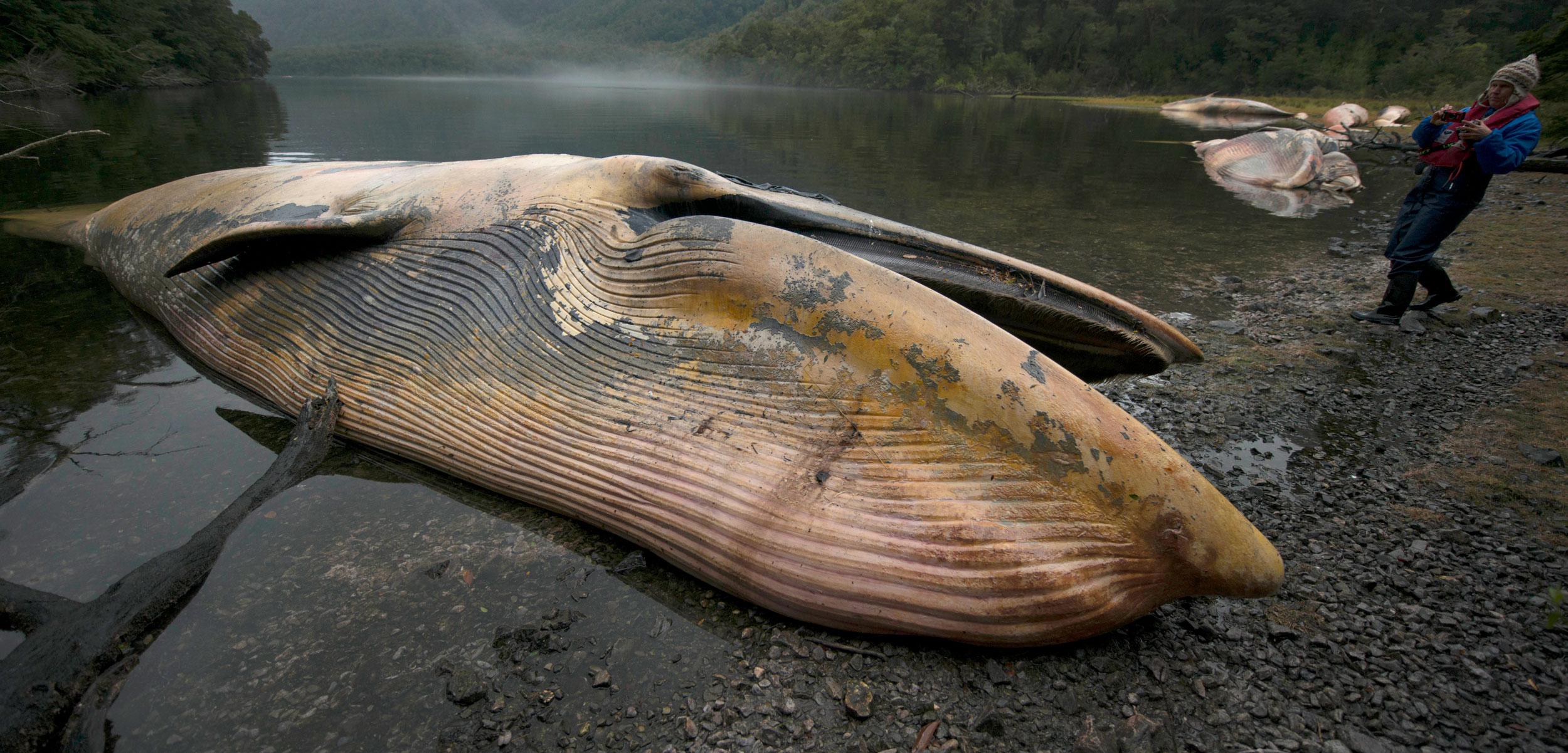 dead sei whales on a beach in Chile