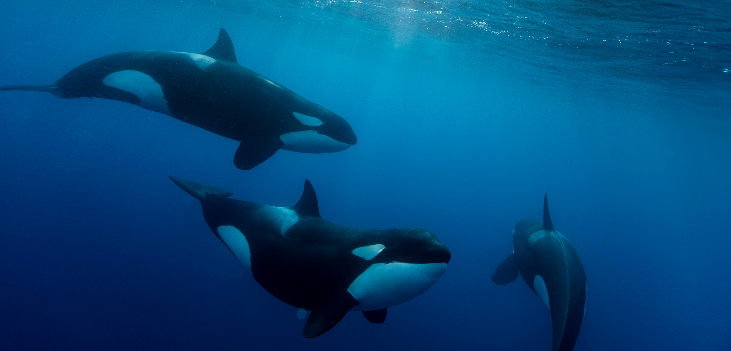 killer whales under water