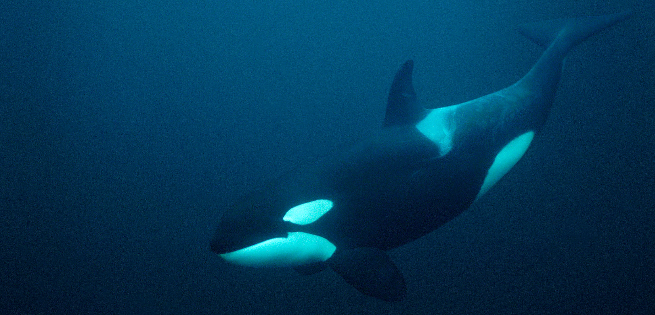 Orca Whale Underwater
