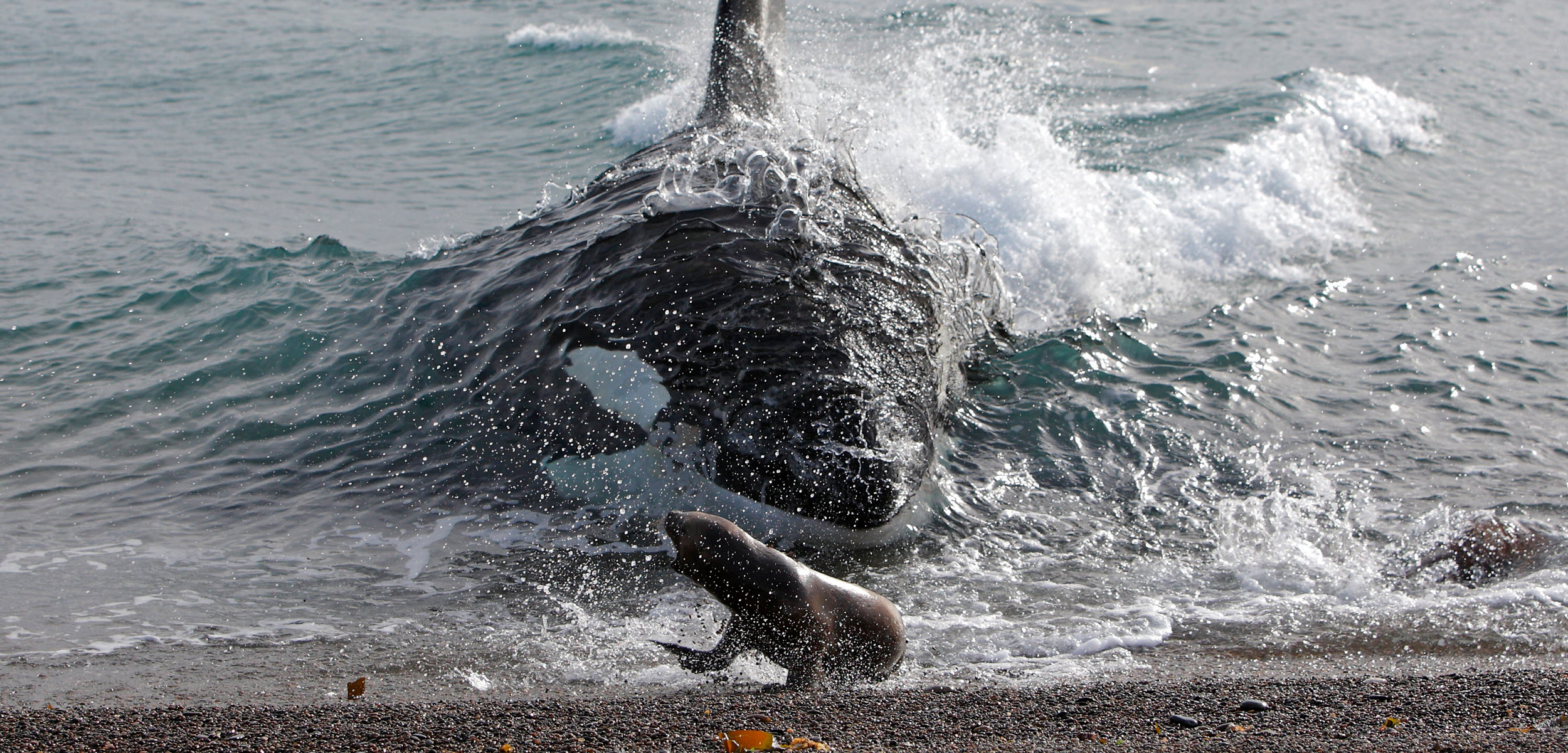Salish Sea Killer Whales Have a Surprising New Way of Hunting | Hakai
