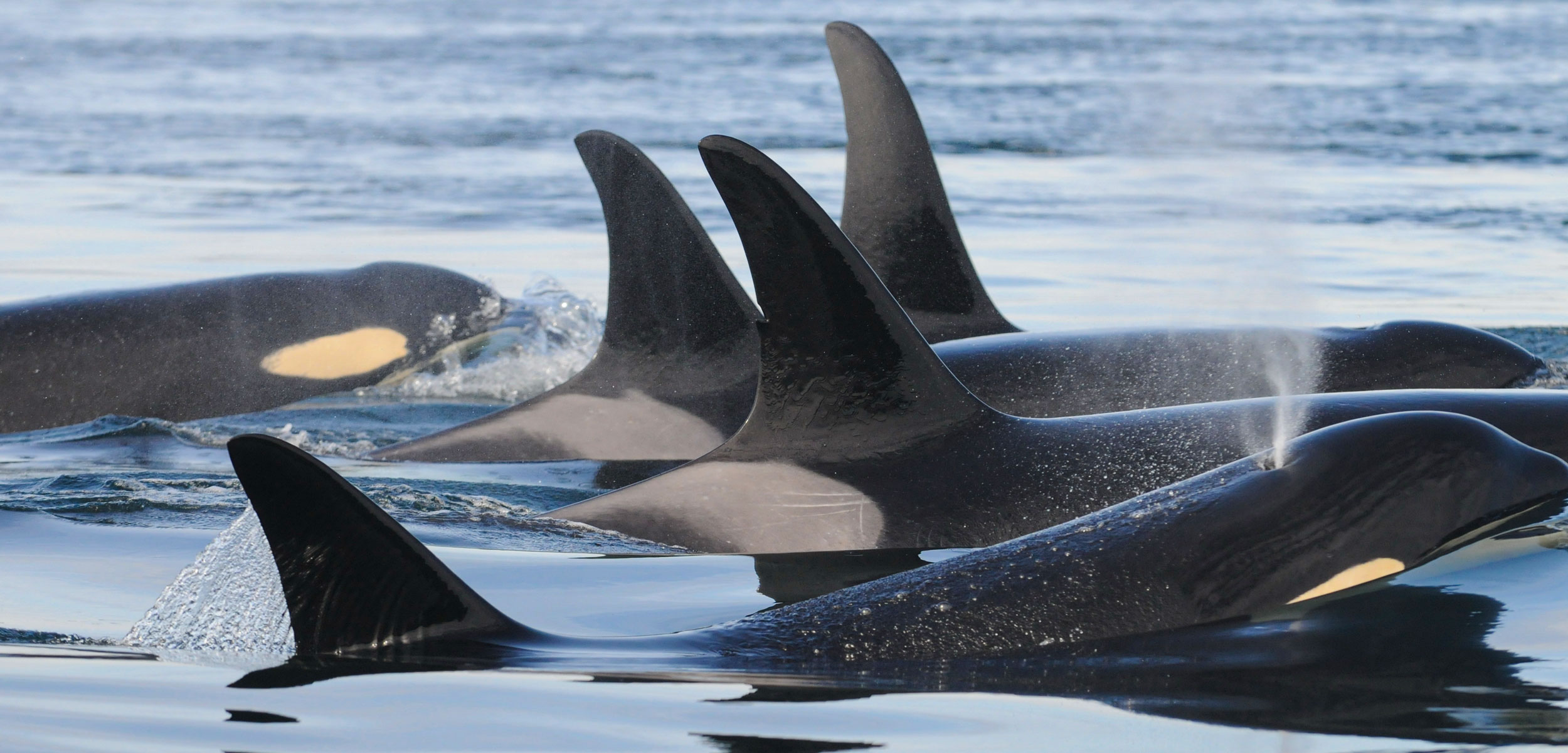 southern resident killer whales, one with tooth rake scars on its saddle patch