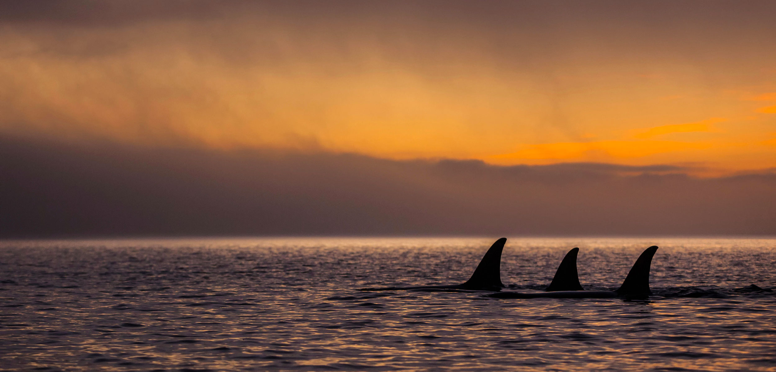 northern resident killer whales at sunset