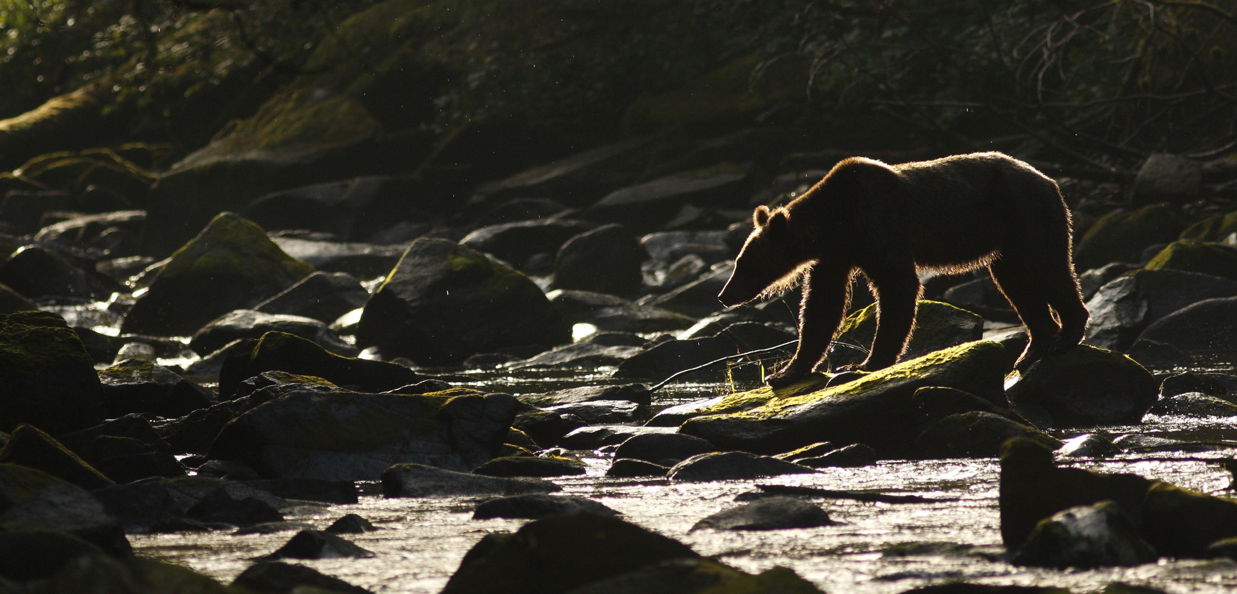 Grizzly Bear (Ursus arctos horribilis) adult, fishing for salmon in the Great Bear Rainforest