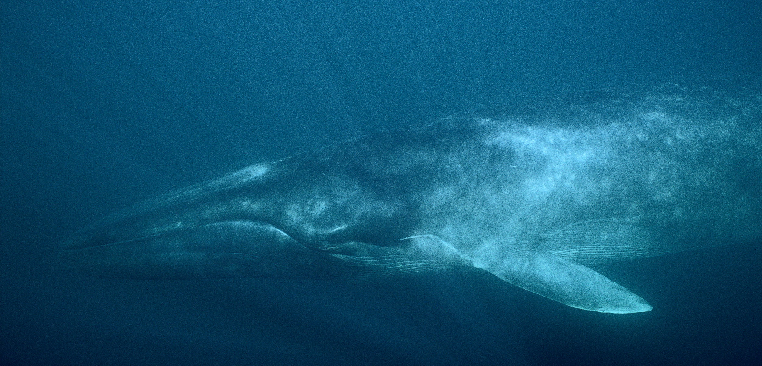 A giant fin whale against the deep blue backdrop of the sea with light illuminating down on it