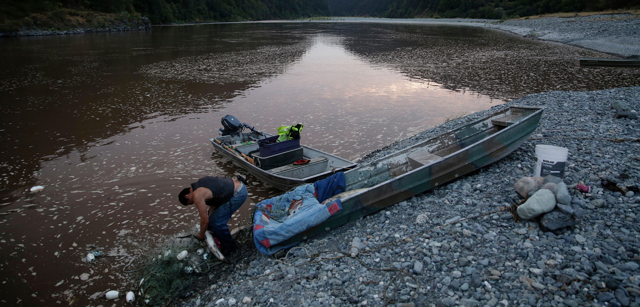a member of the Yurok Indian Tribe, pulls salmon from his gill net on the Klamath River