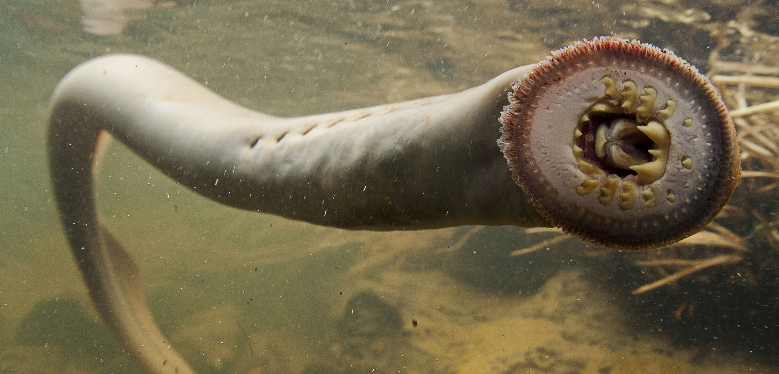 Pacific lampreys existed before there were dinosaurs. Now Columbia River tribes are working to ensure the beleaguered species survives into the next era. Photo by David Herasimtschuk/Freshwaters Illustrated-USFWS