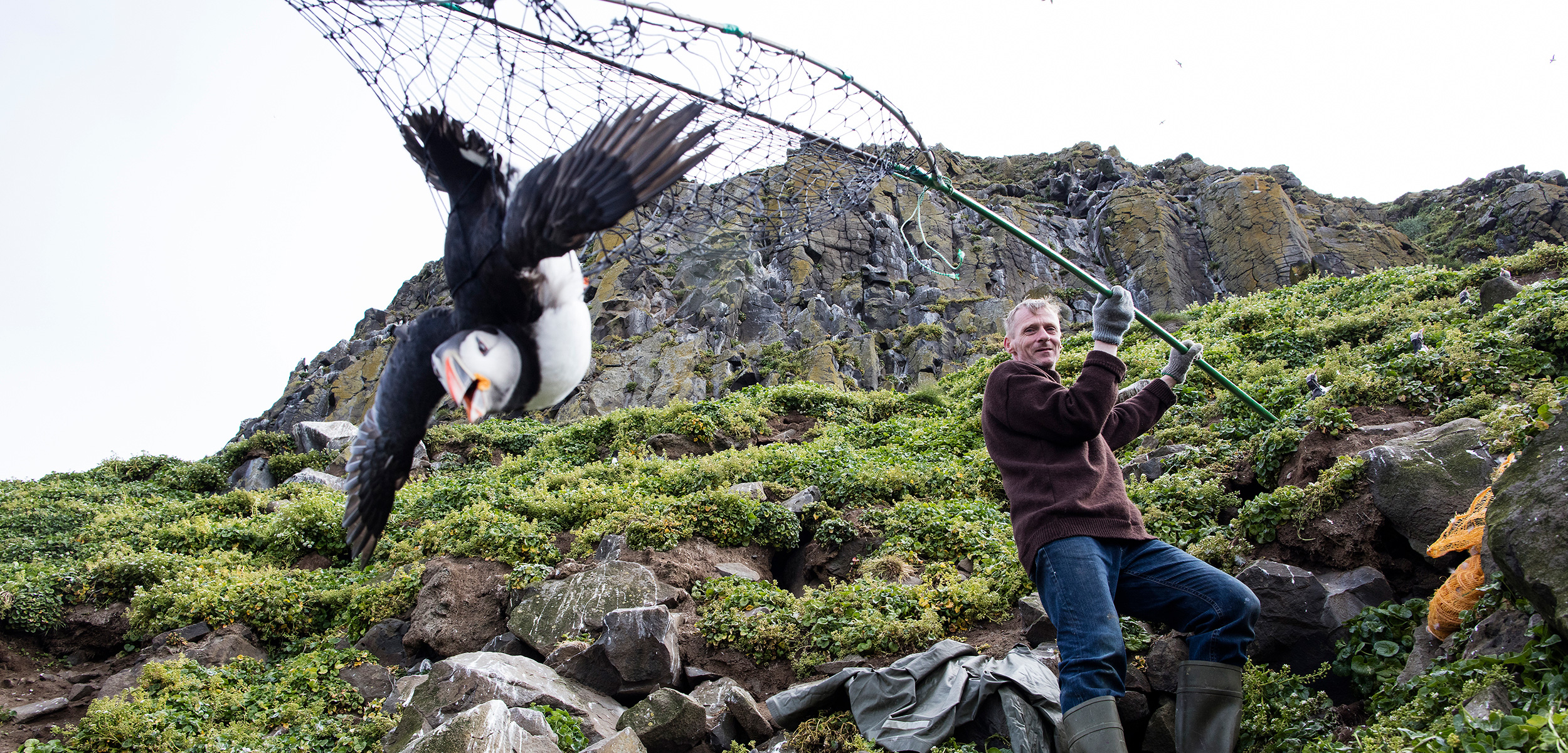 As his ancestors have done for generations, Icelander Árni Hilmarsson catches an Atlantic puffin in a net called a háfur. Photo by Carsten Egevang/atlanticseabirds.info