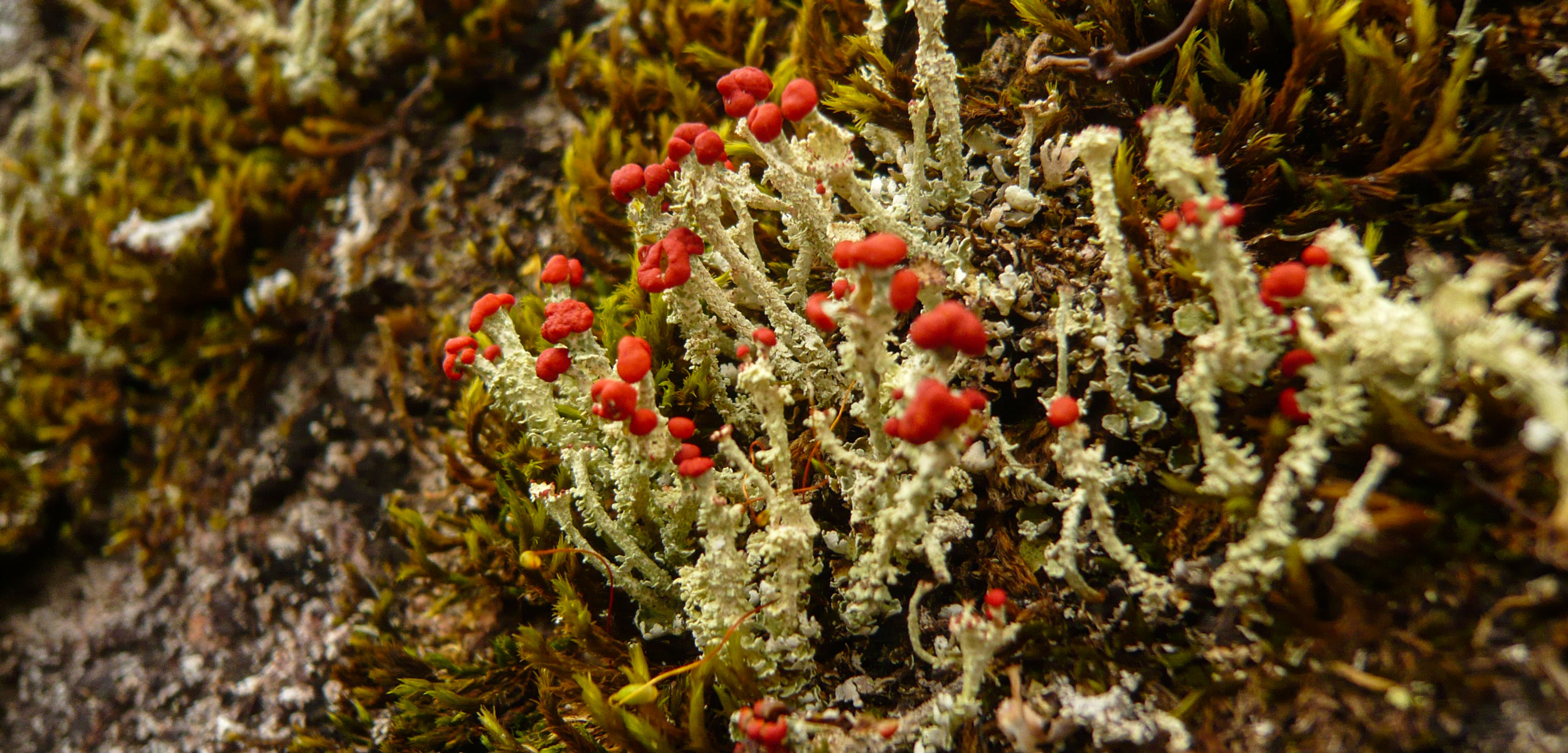 toy soldier lichen
