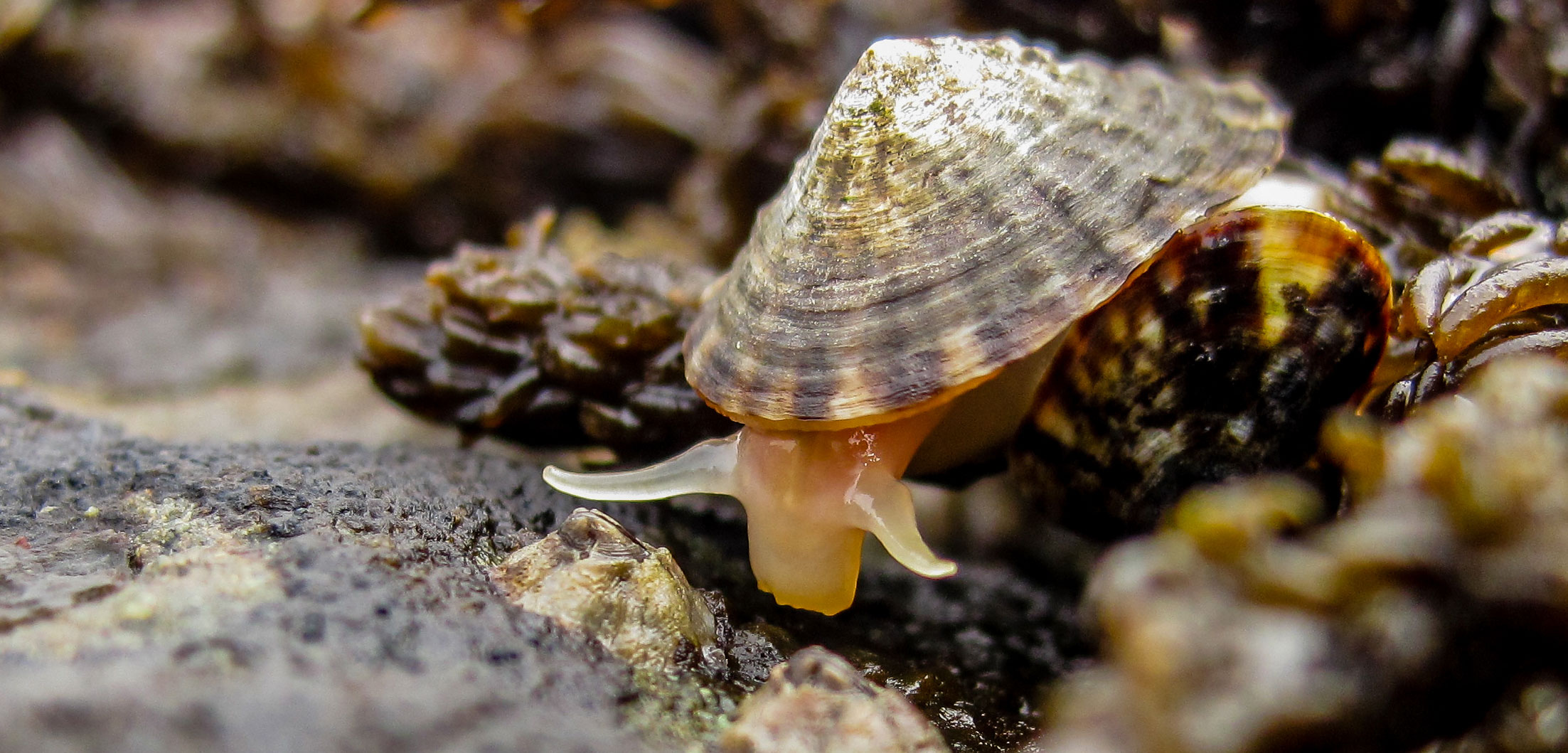 Limpets are easy to overlook—so too is their effect on the environment. But careful consideration of how all the lifeforms in an area interact is key to understanding how ecosystems thrive. Photo by Rebecca Kordas/UBC