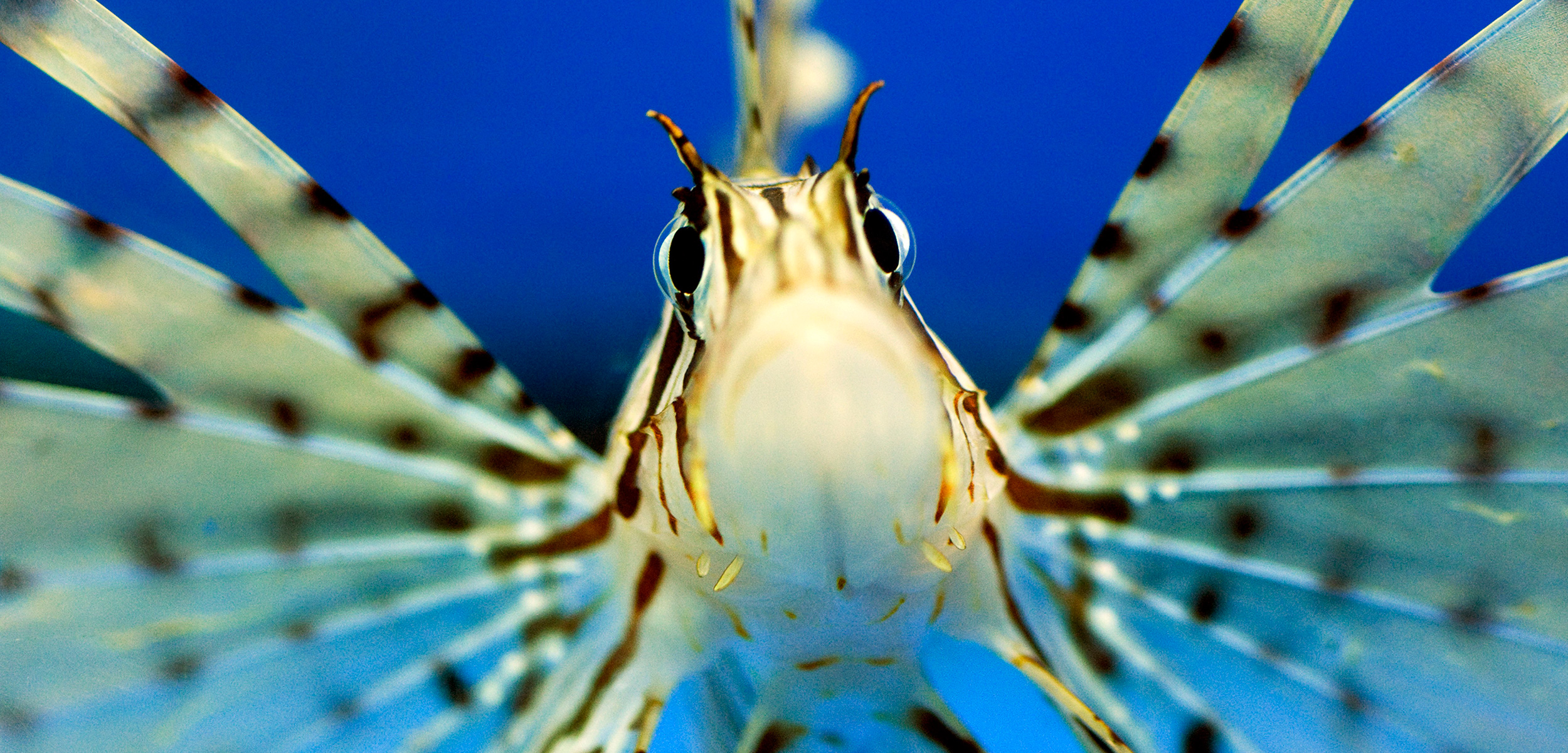 Invasive lionfish, native to the Indo-Pacific, are threatening Caribbean coral reefs. Photo by Liz Marchiondo/Visuals Unlimited/Corbis