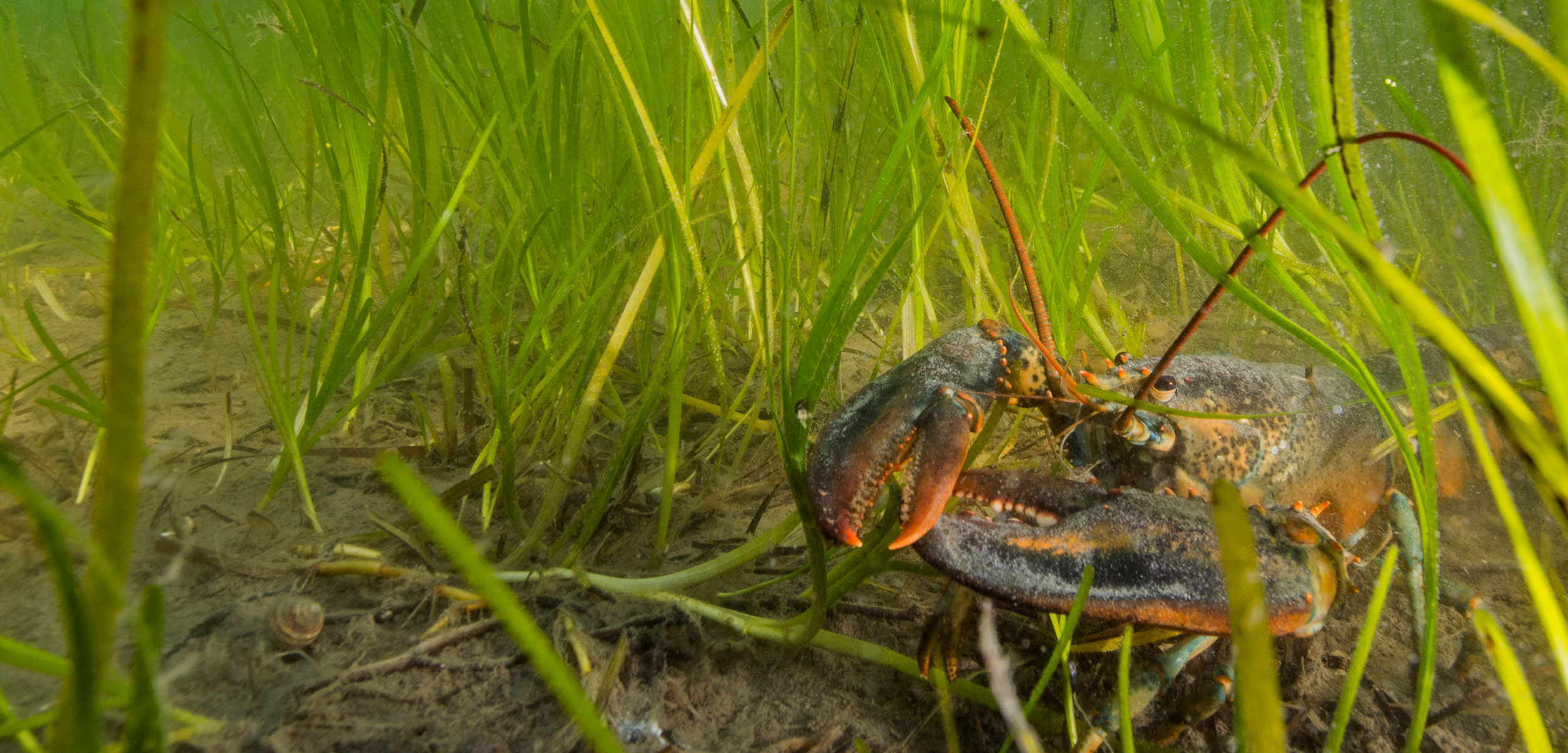 lobster in sea grass