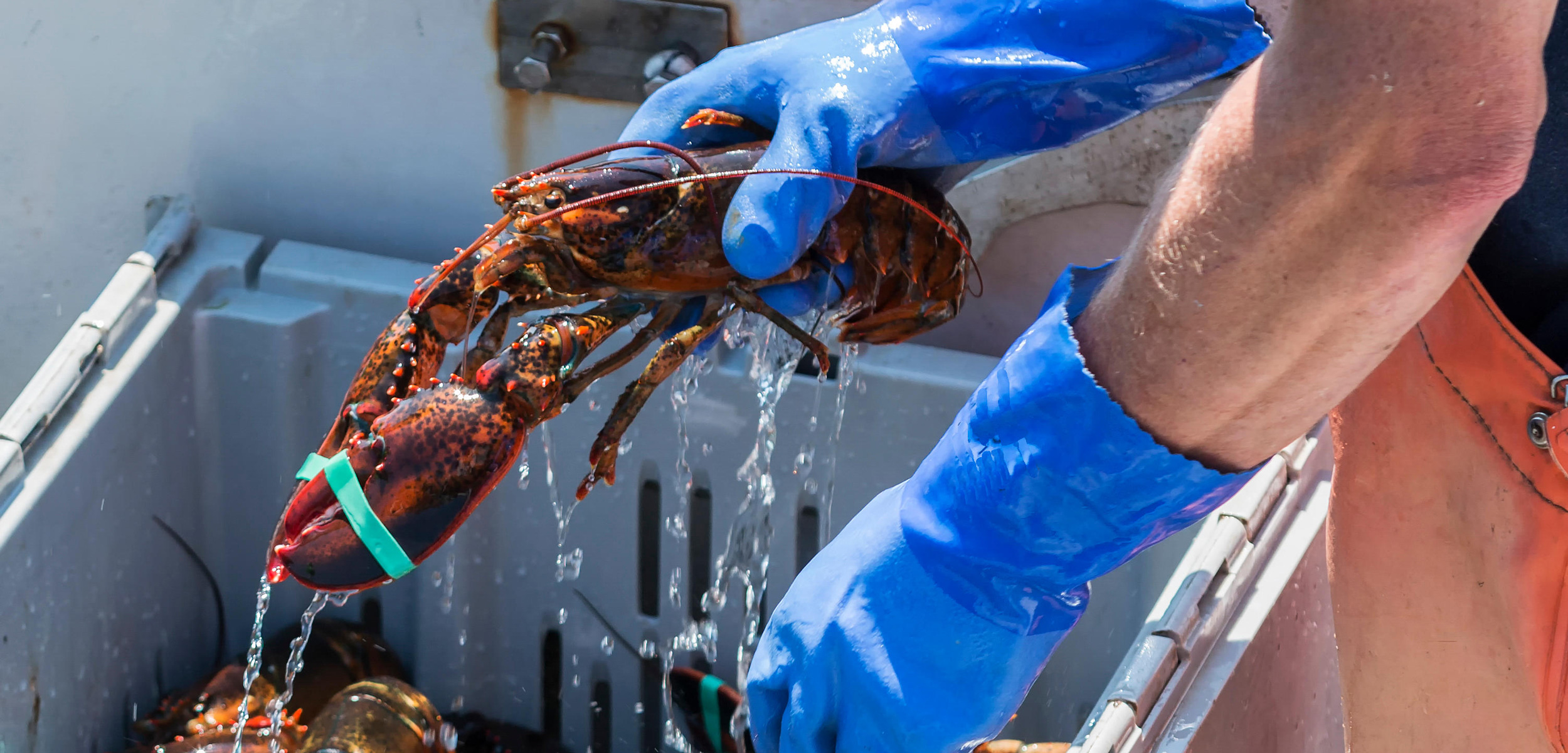 live lobster being placed in a bin