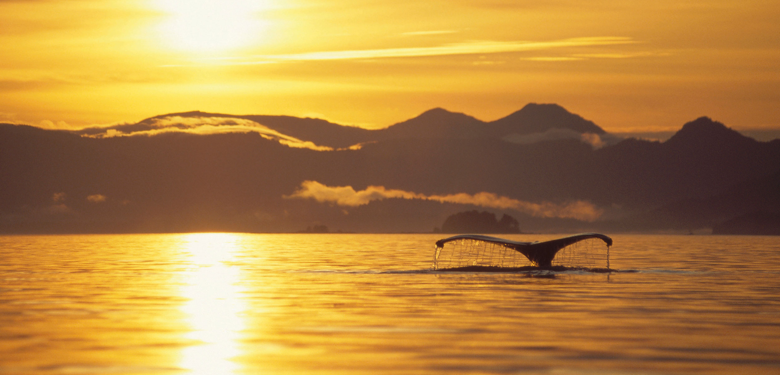 Humpback Whale (Megaptera novaeangliae) tail at sunset, Alaska