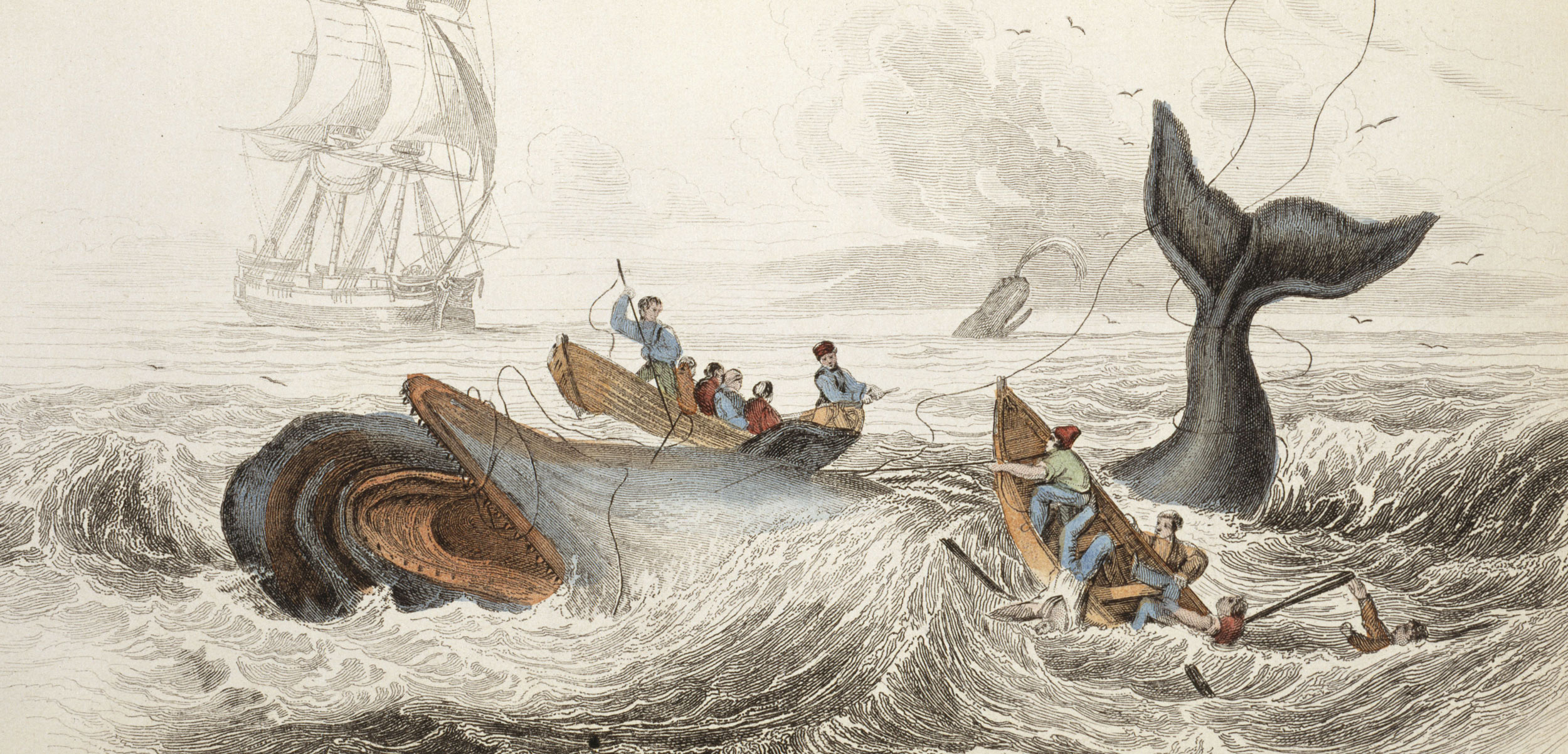 engraving of sperm whale hunt