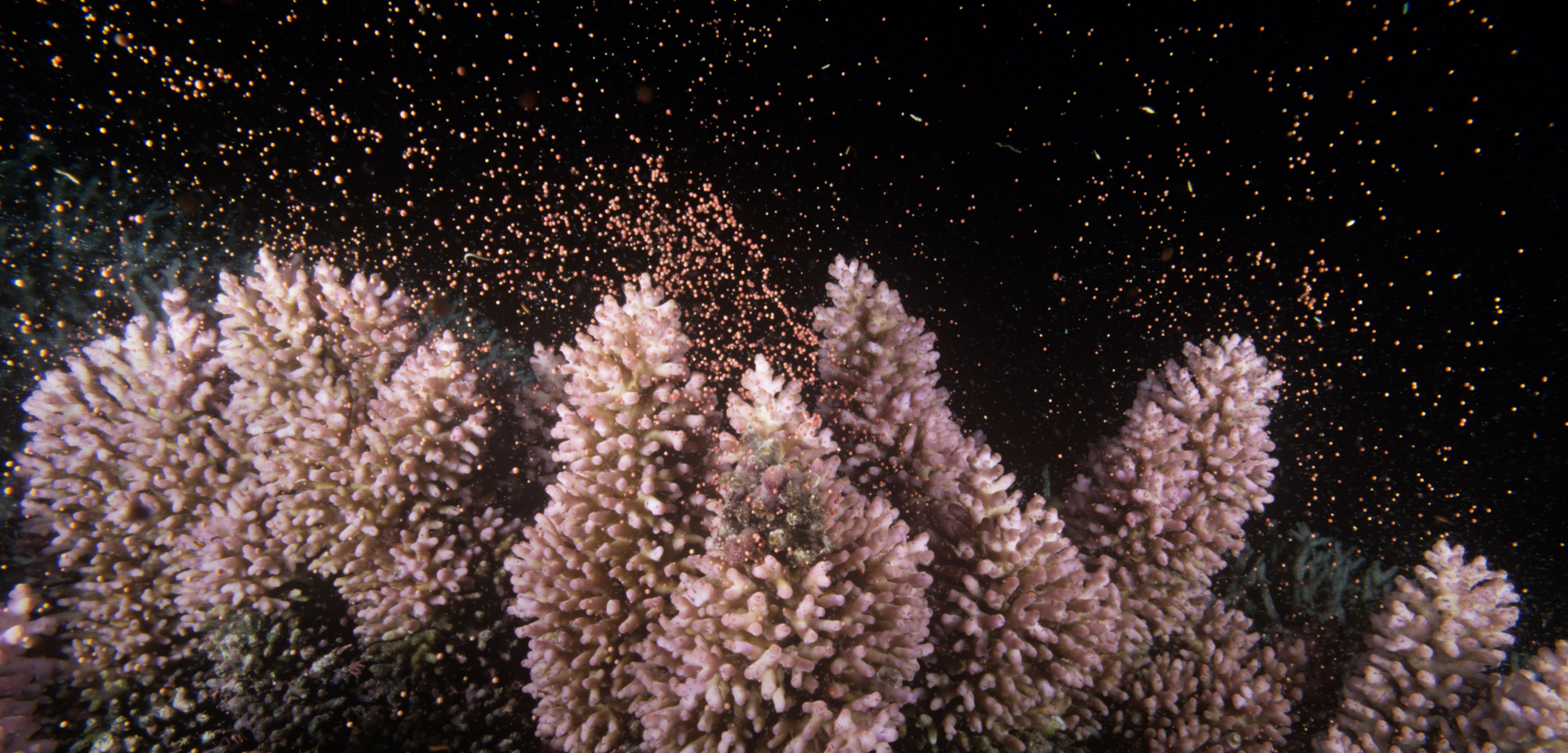 Corals, such as these staghorn corals on the Great Barrier Reef, are cued to spawn during a full moon. Photo by Becca Saunders/Minden Pictures