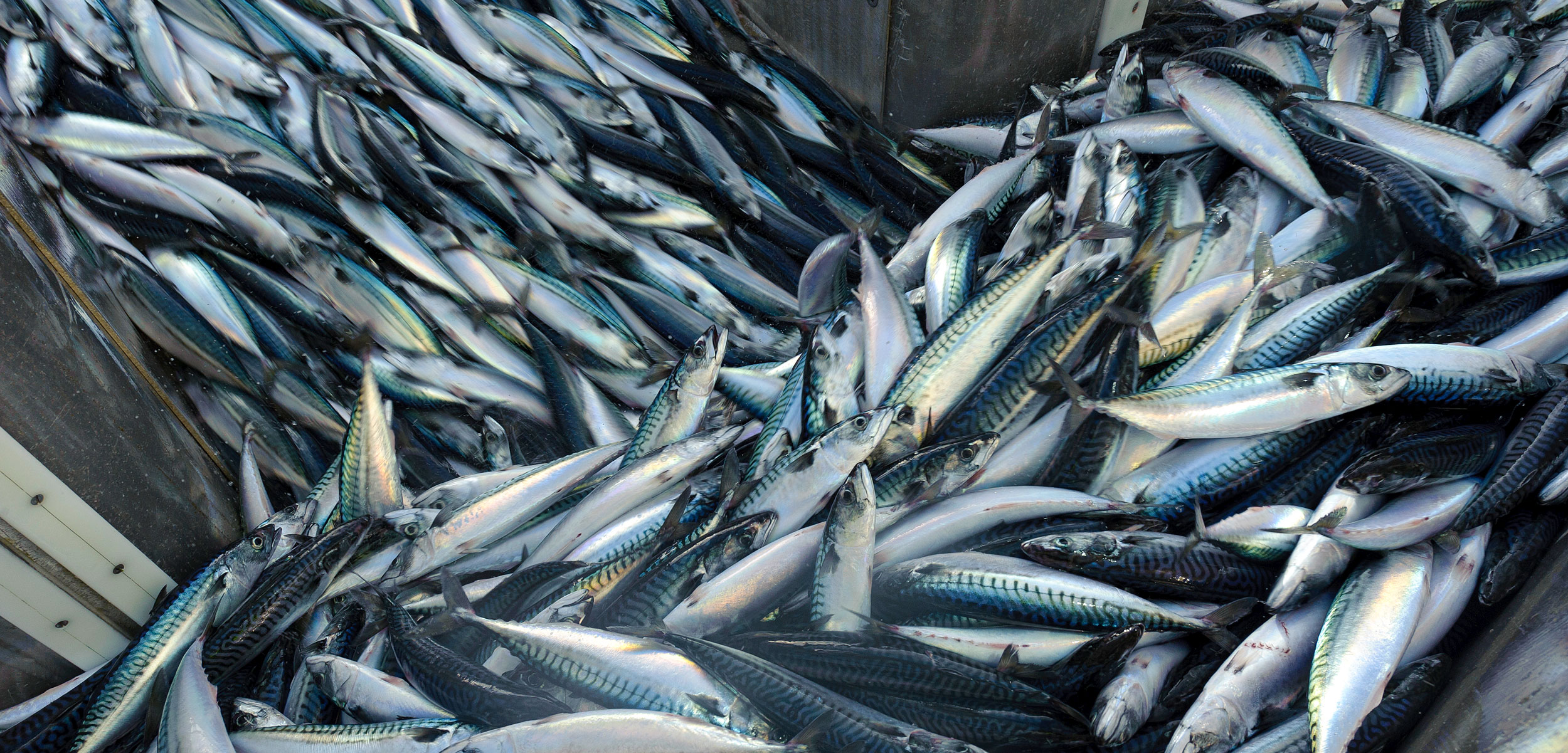 Catch of Atlantic mackerel (Scomber scombrus) in fish separator