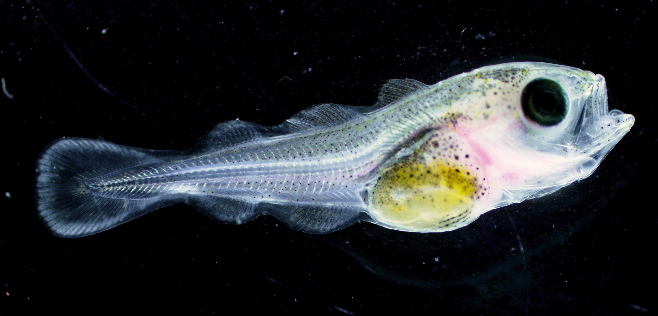 Atlantic haddock larva