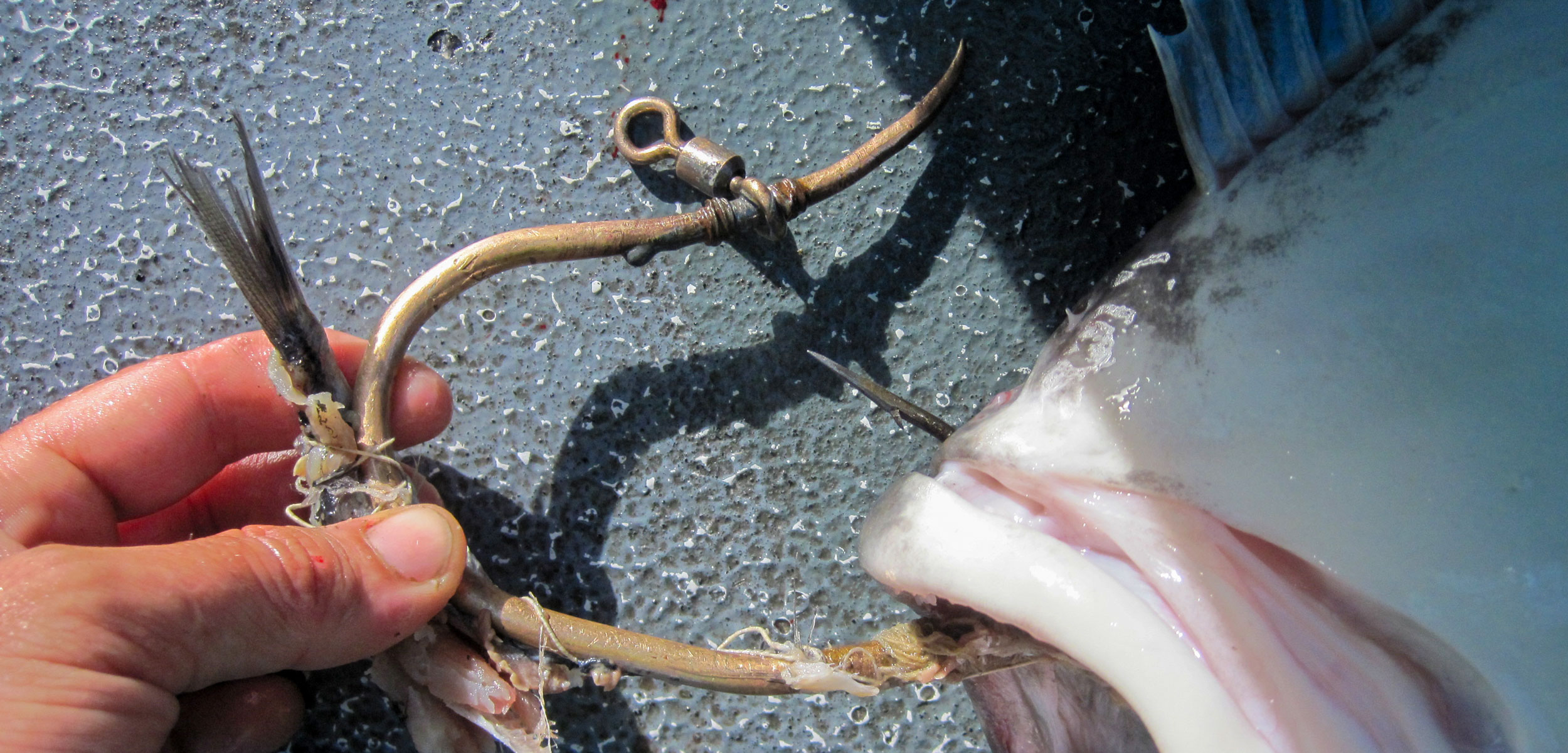 Makah čibu·d halibut hook
