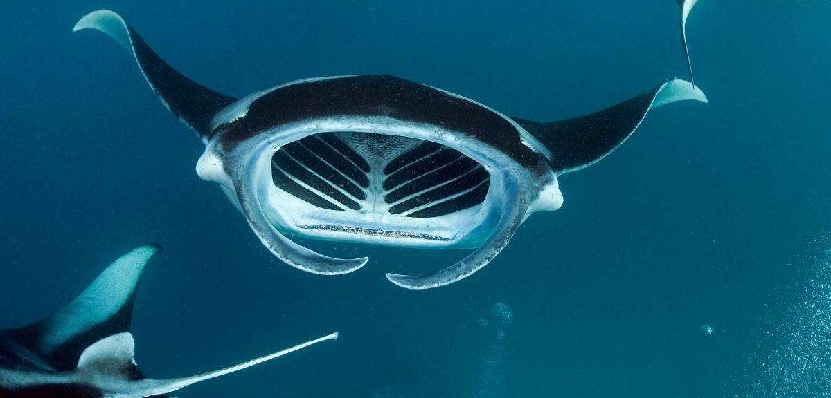 endless ocean manta ray