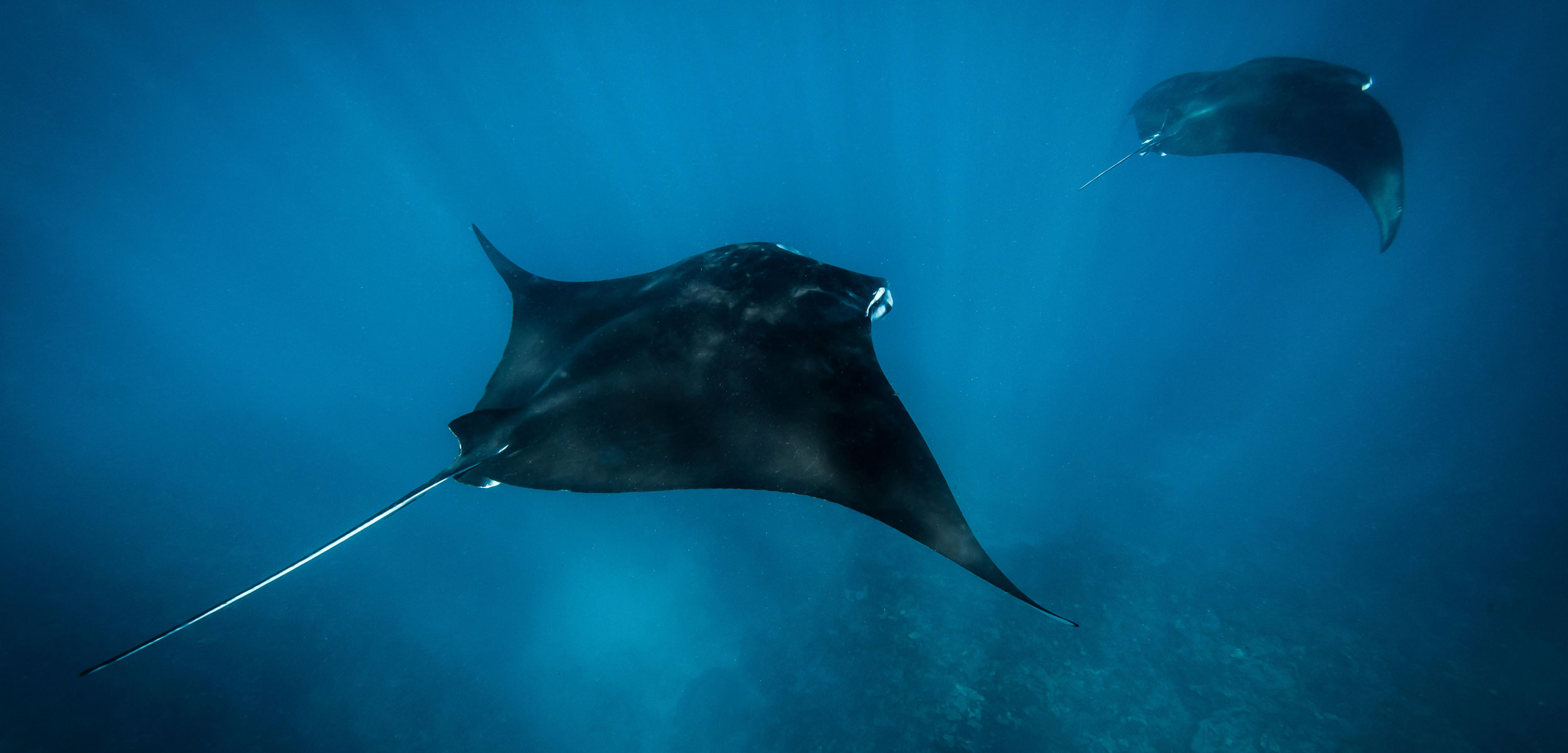 Two manta rays swim in the waters off Exmouth, Western Australia