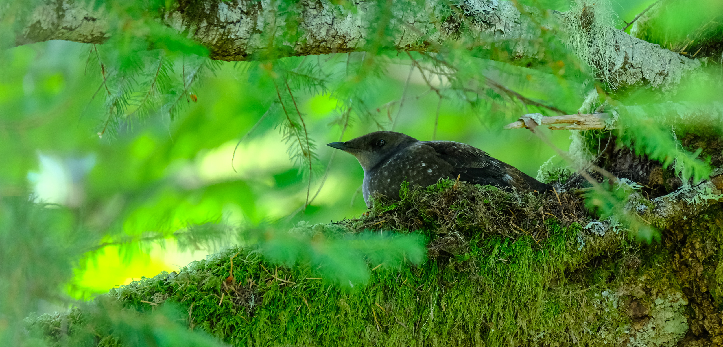 marbled murrelet on its nest