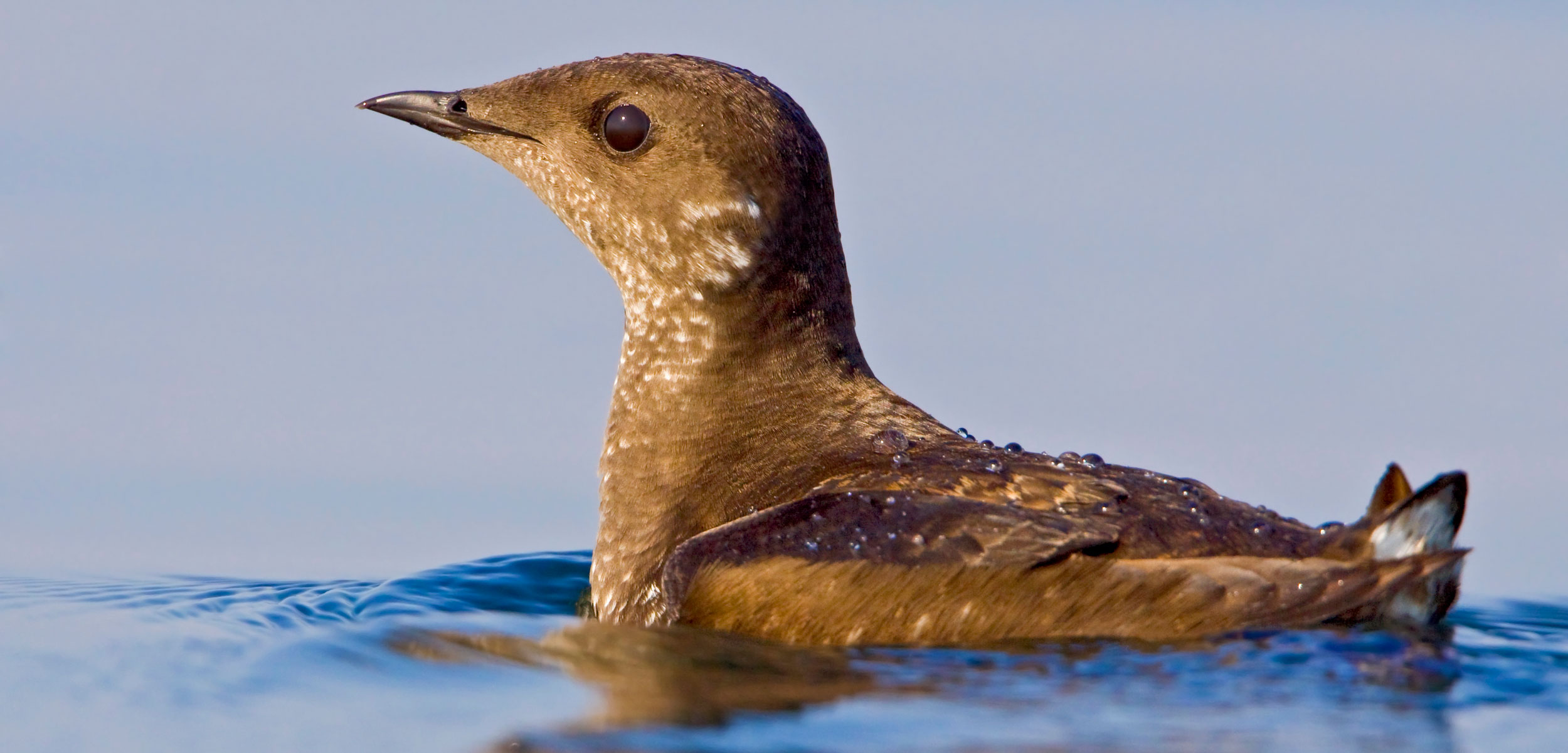 A marbled murrelet on the water