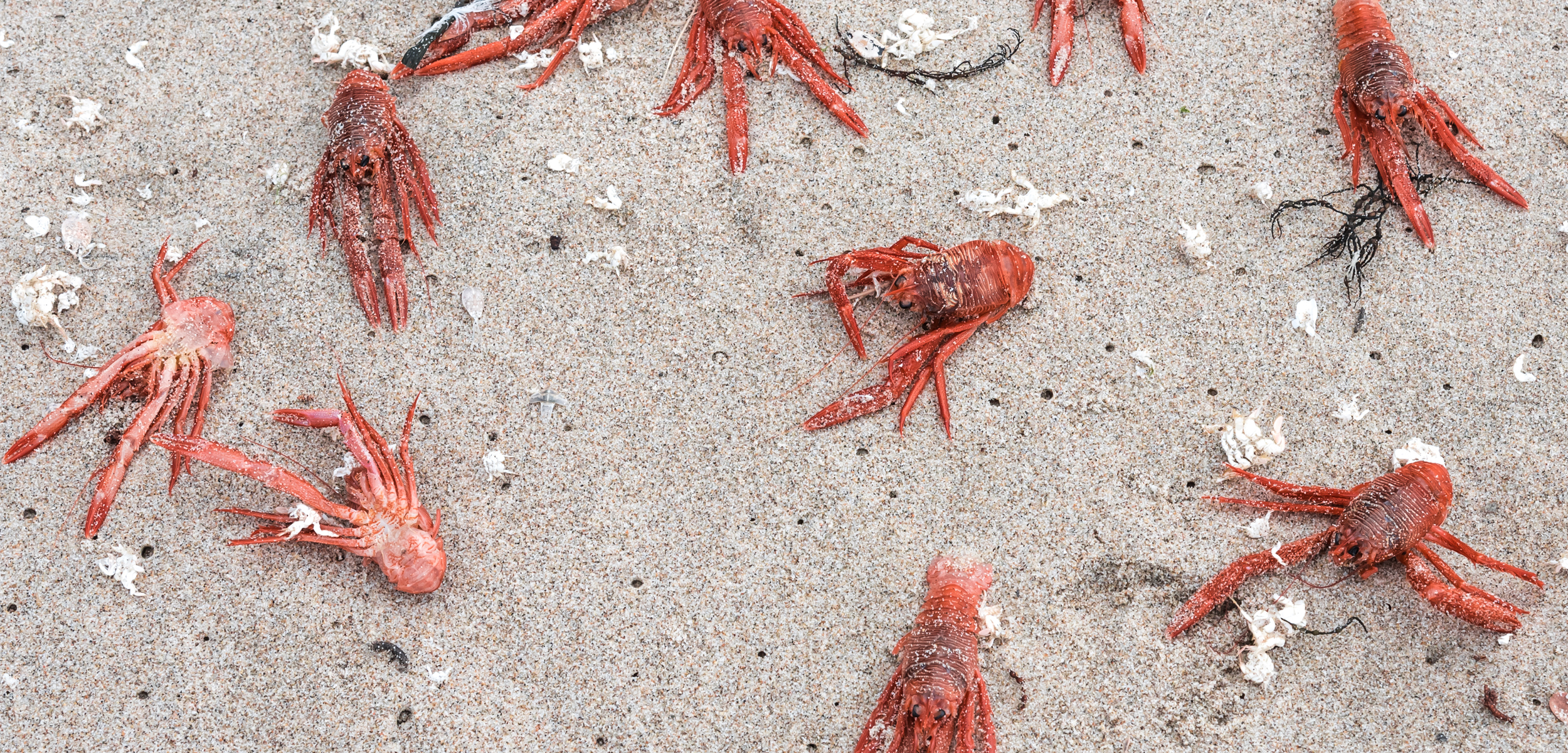 a white sand beach with red crabs littering the beach.