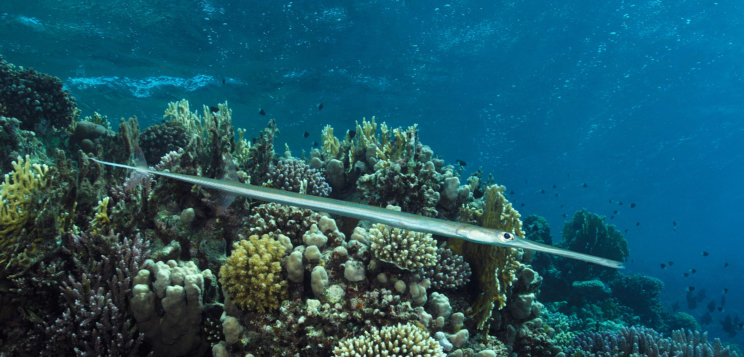A long thin pencil like silvery fish blends in infront of corals in the background