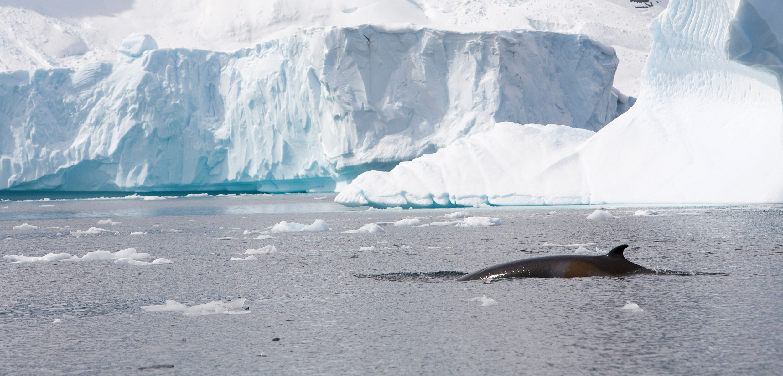 A black fin of a minke whale pops above the antarctic waters with mounds of ice behind.