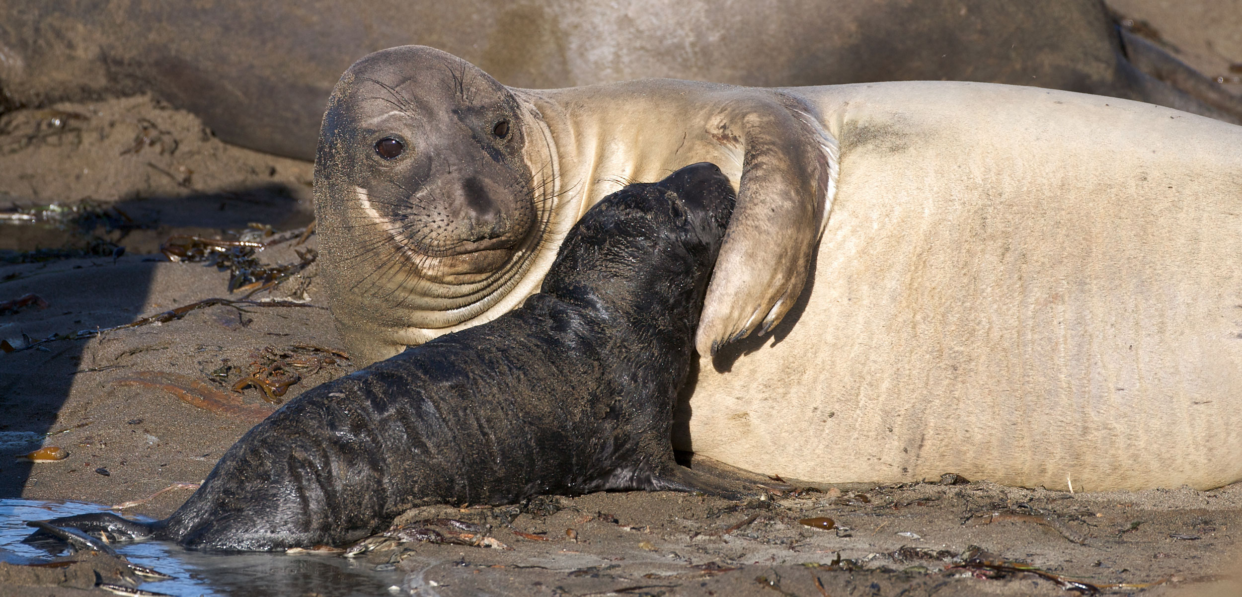 Female elephant seal and pup