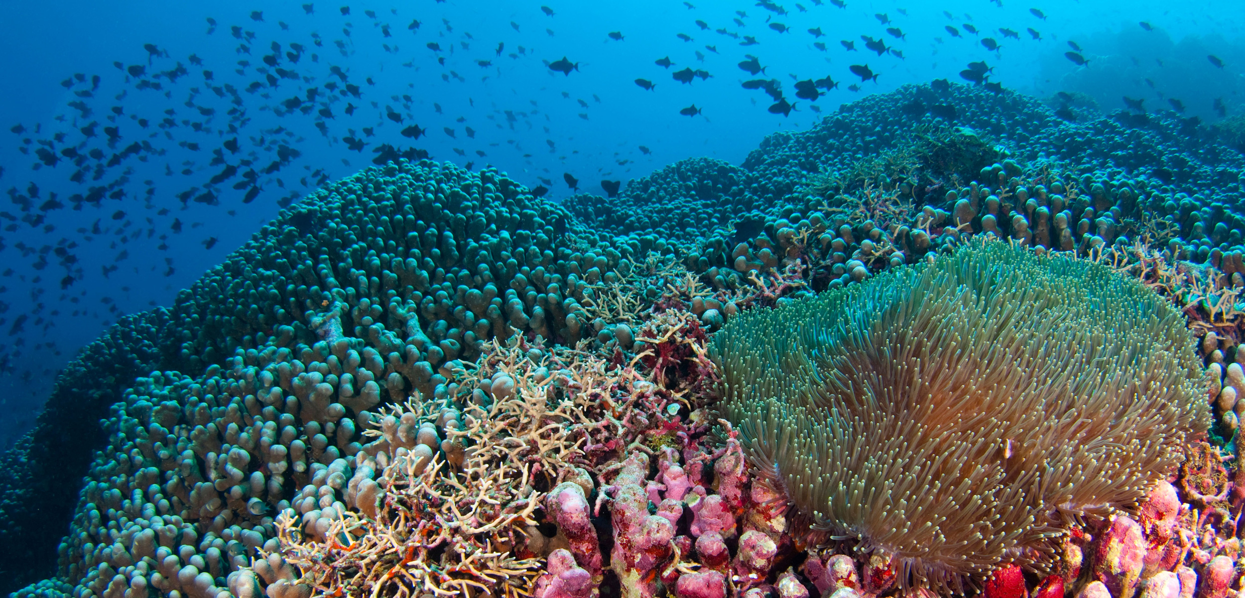 Coral reefs around Indonesia have been damaged by destructive fishing practices—those who care most about them are hoping local efforts can help restore the reefs to their former glory. Photo by Scubazoo/Alamy Stock Photo