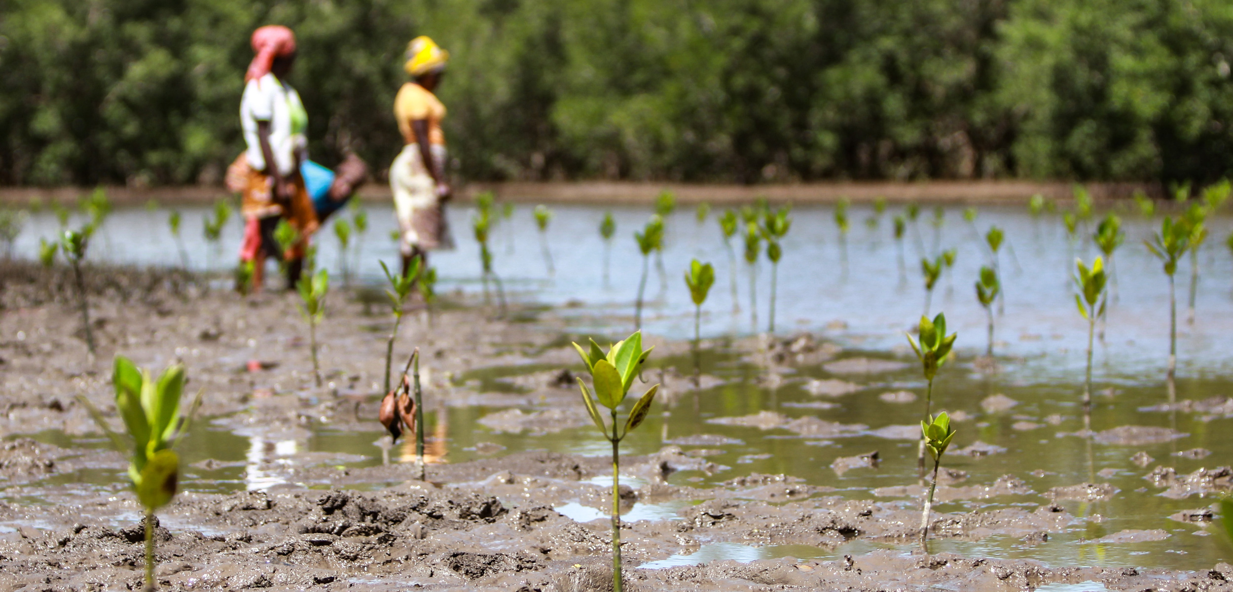 women standing among newly planted mangrove saplings in Mozambique
