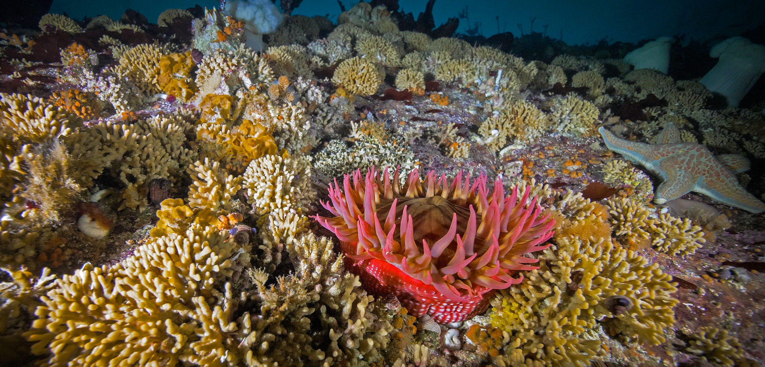anemone and coral on the sea floor of the British Columbia coast