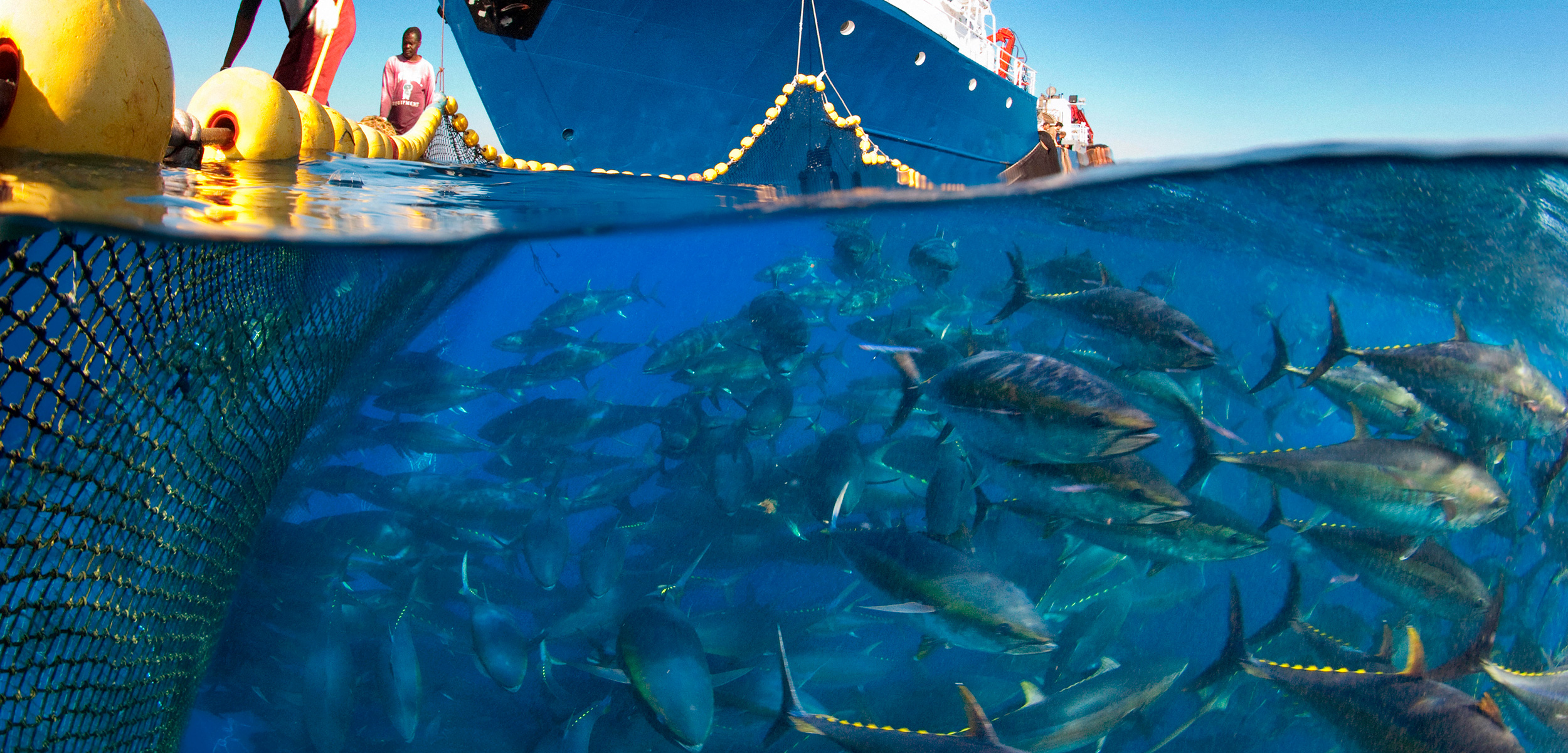 Atlantic bluefin tuna fished in seine fishing net, off Malta