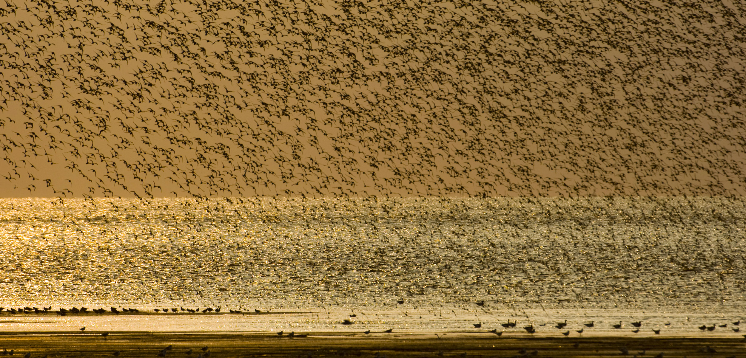 A flock of red knots takes flight over mudflats