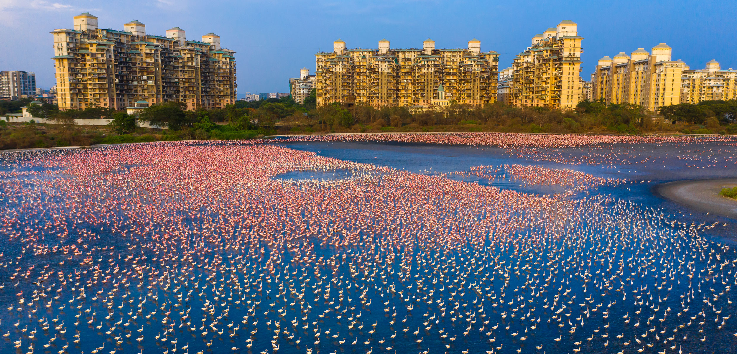 Flamingos in the Talawe wetland in Navi Mumbai