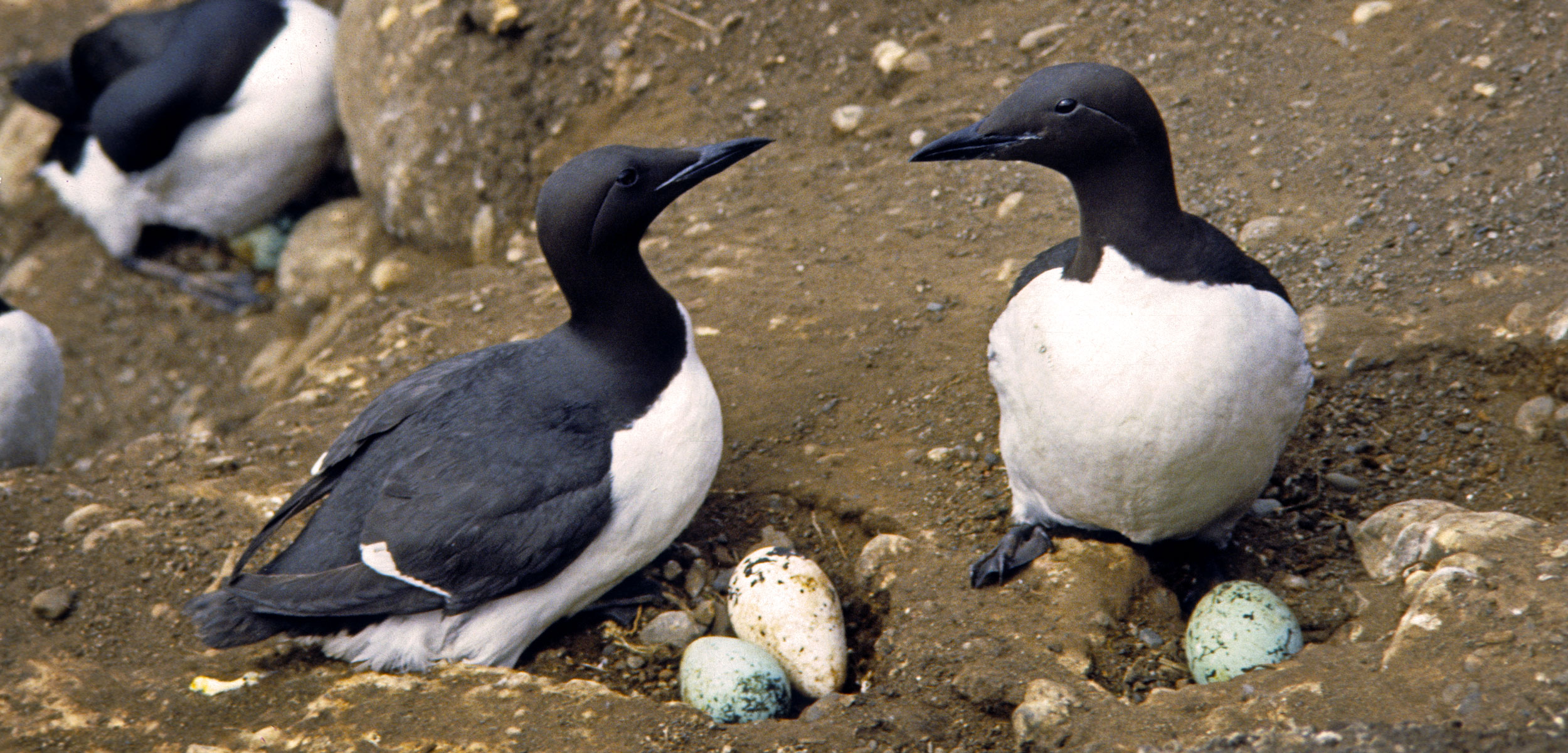 common murres at their nests