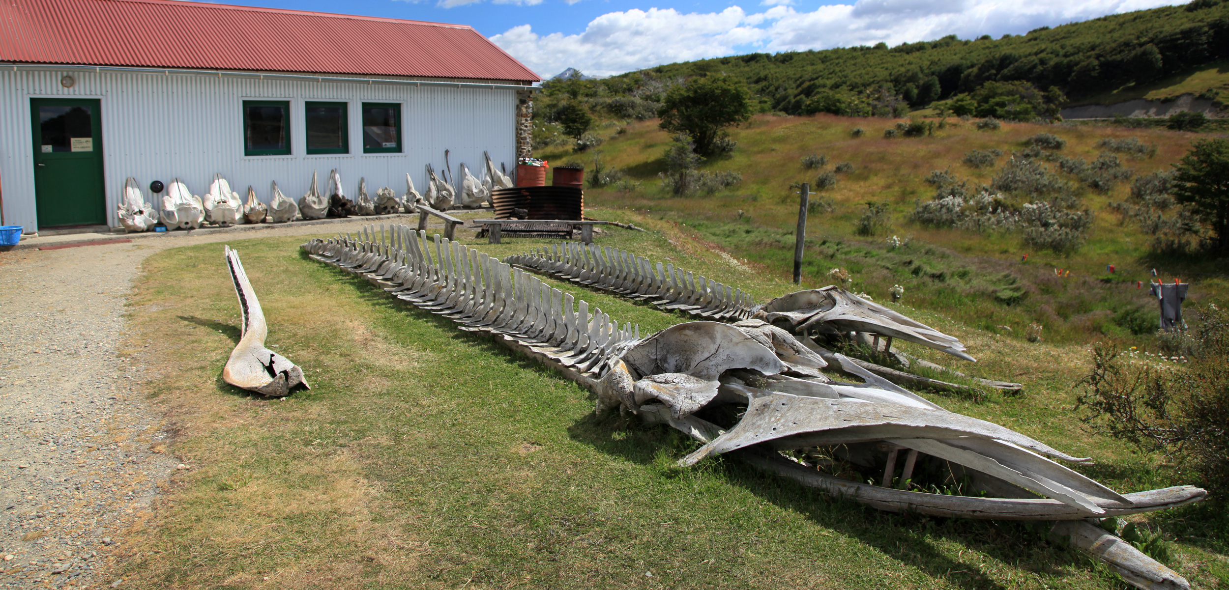 Skeletons of marine mammals fill the property at Estancia Harberton, a ranch at the tip of Tierra del Fuego, Argentina, where Natalie Goodall amassed one of the world’s most significant collections of marine mammal bones. Photo by Liam Quinn