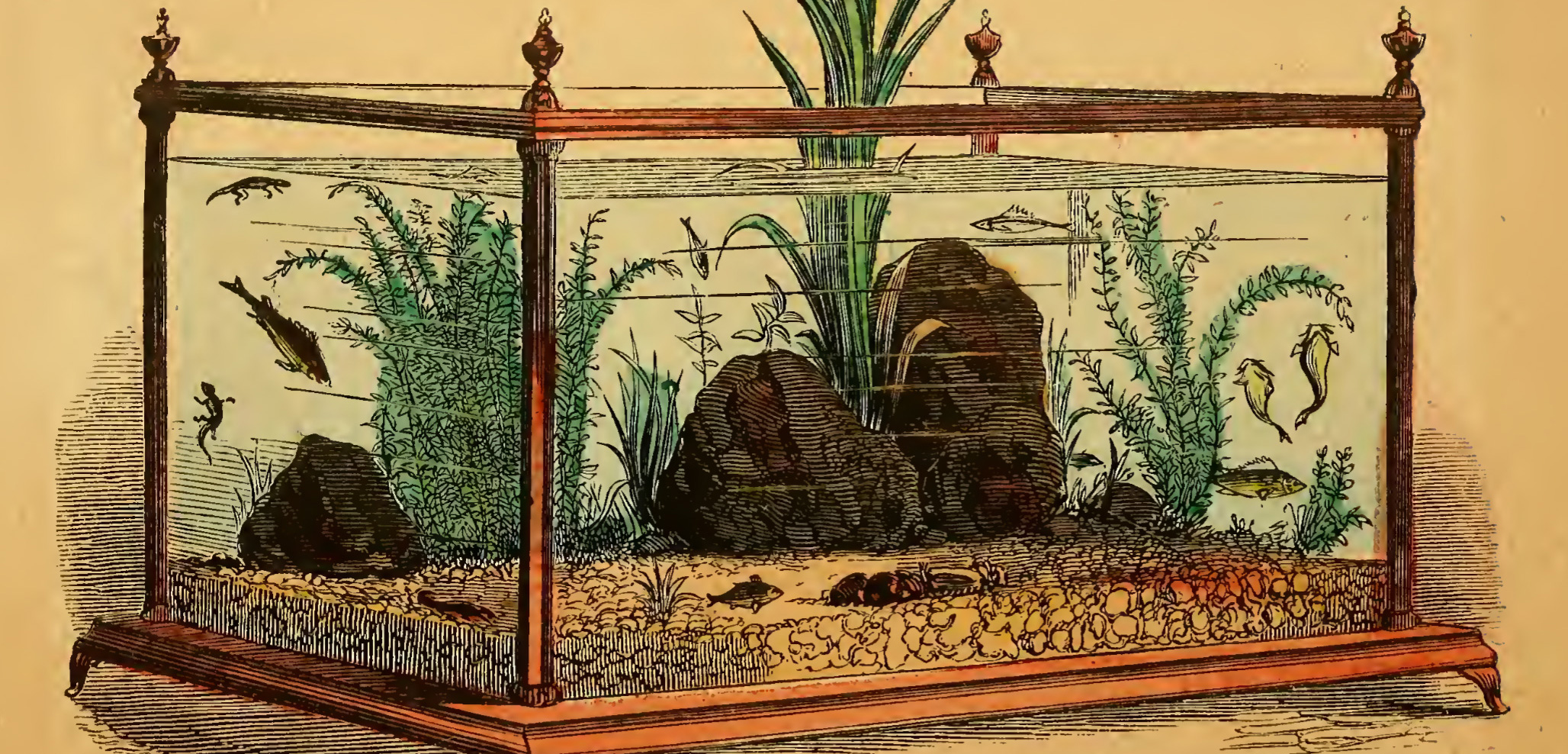 This image is from Henry D. Butler’s 1858 book, The Family Aquarium, one of the first step-by-step guides to maintaining a home aquarium.