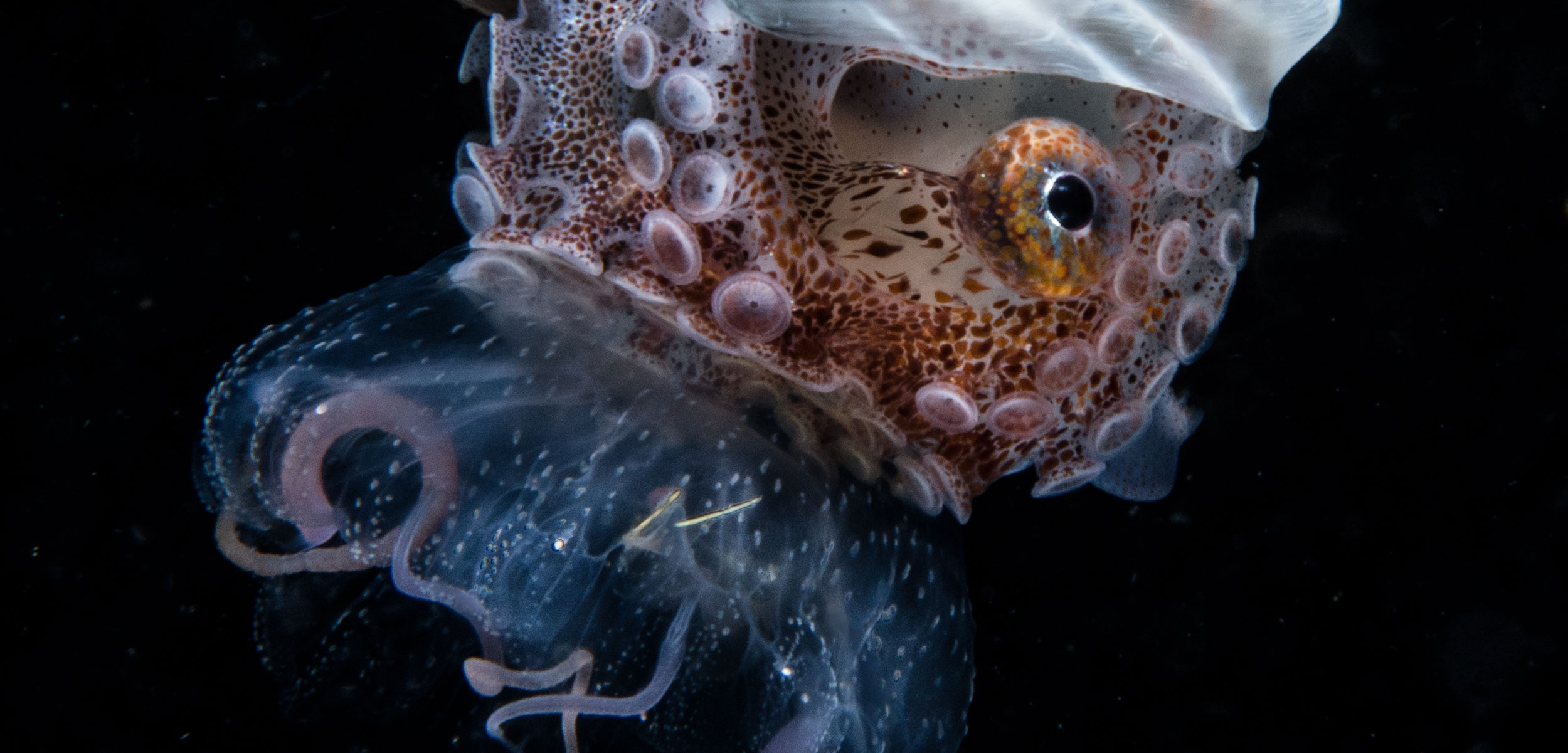 Nautilus riding a jellyfish