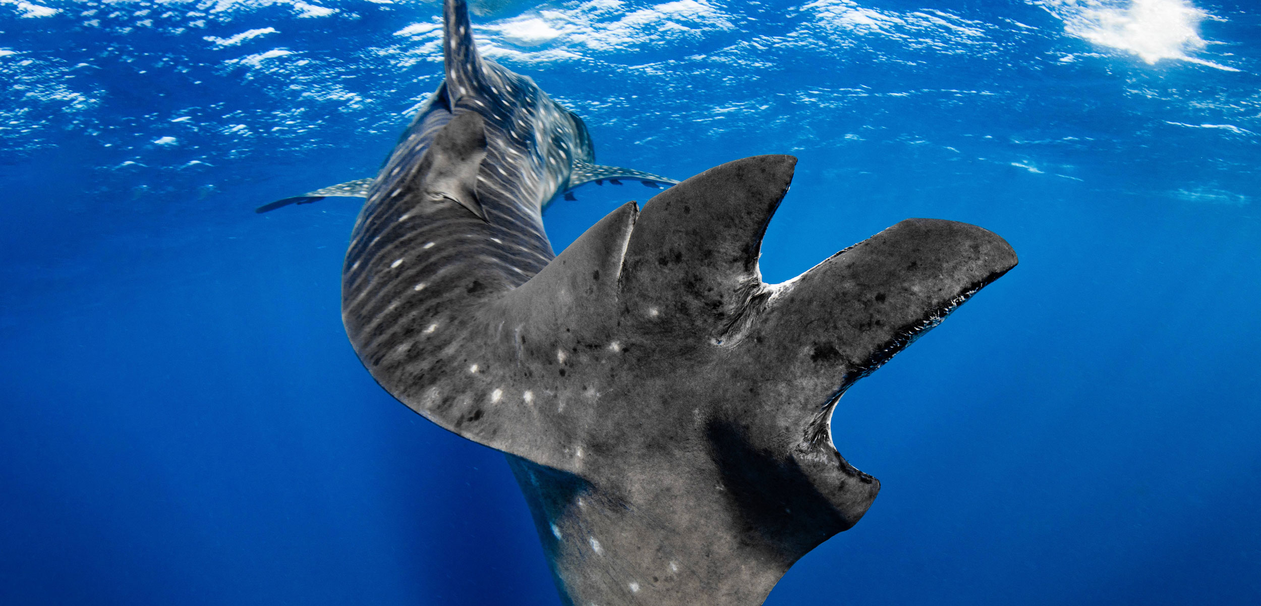 whale shark with cut up tail