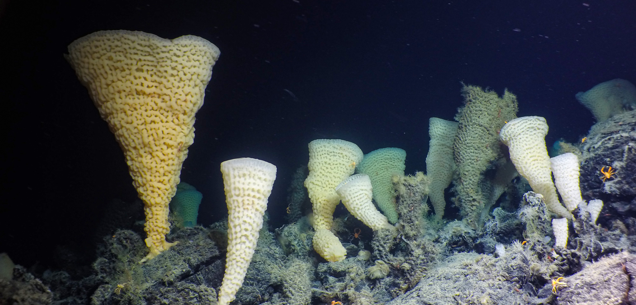 glass sponges on a seamount