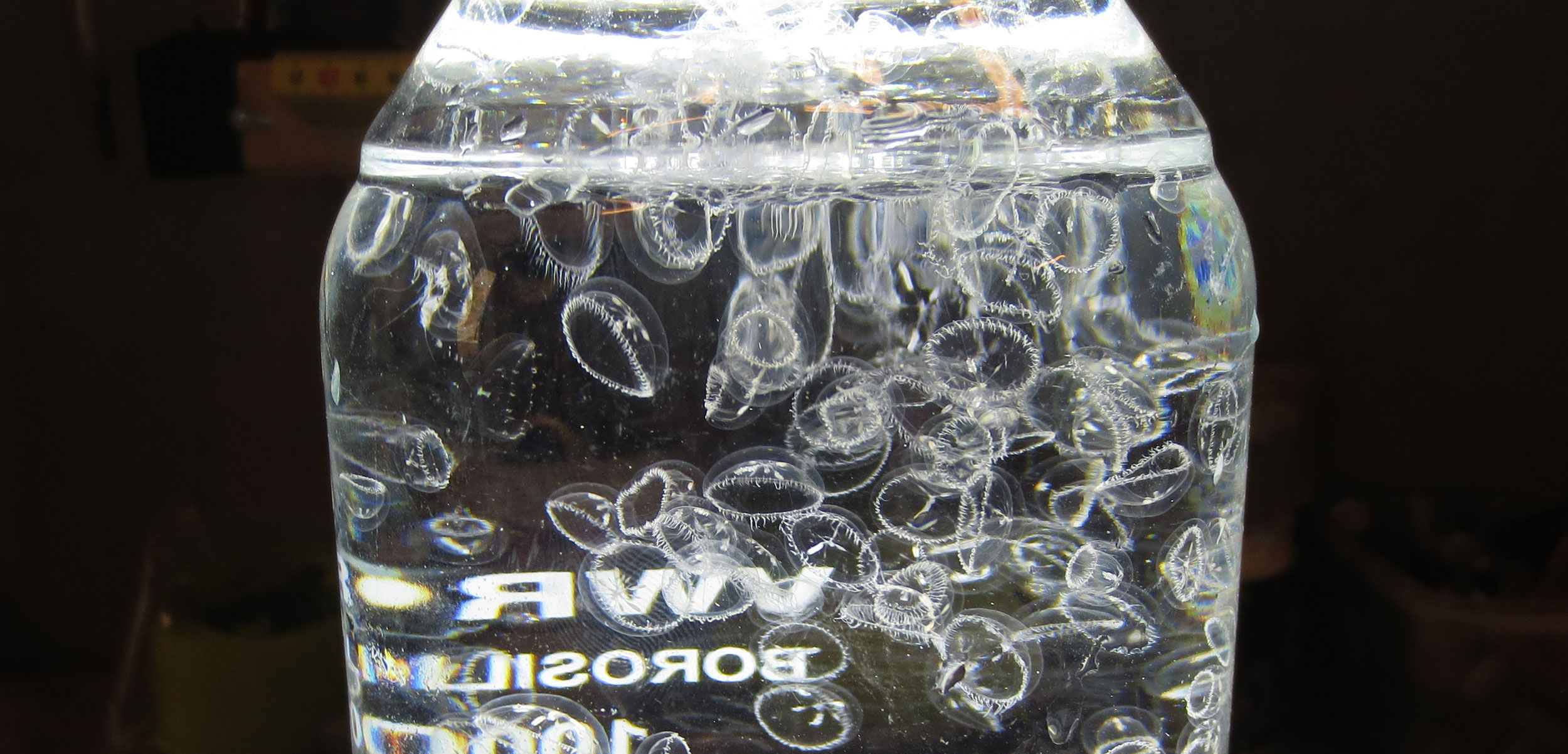a bottle with Dipleurosoma typicum jellyfish floating in it