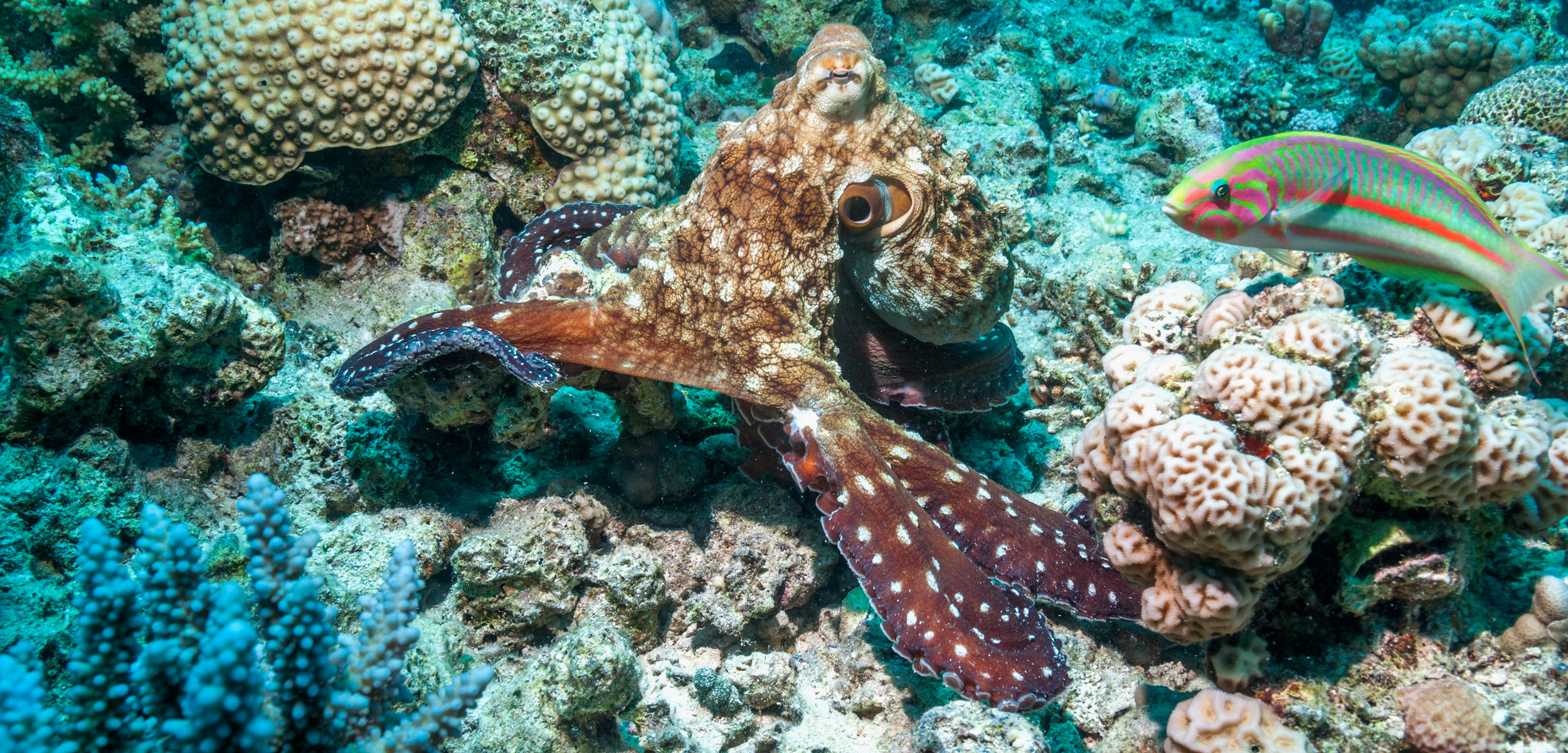 Common day octopus (Octopus cyanea)