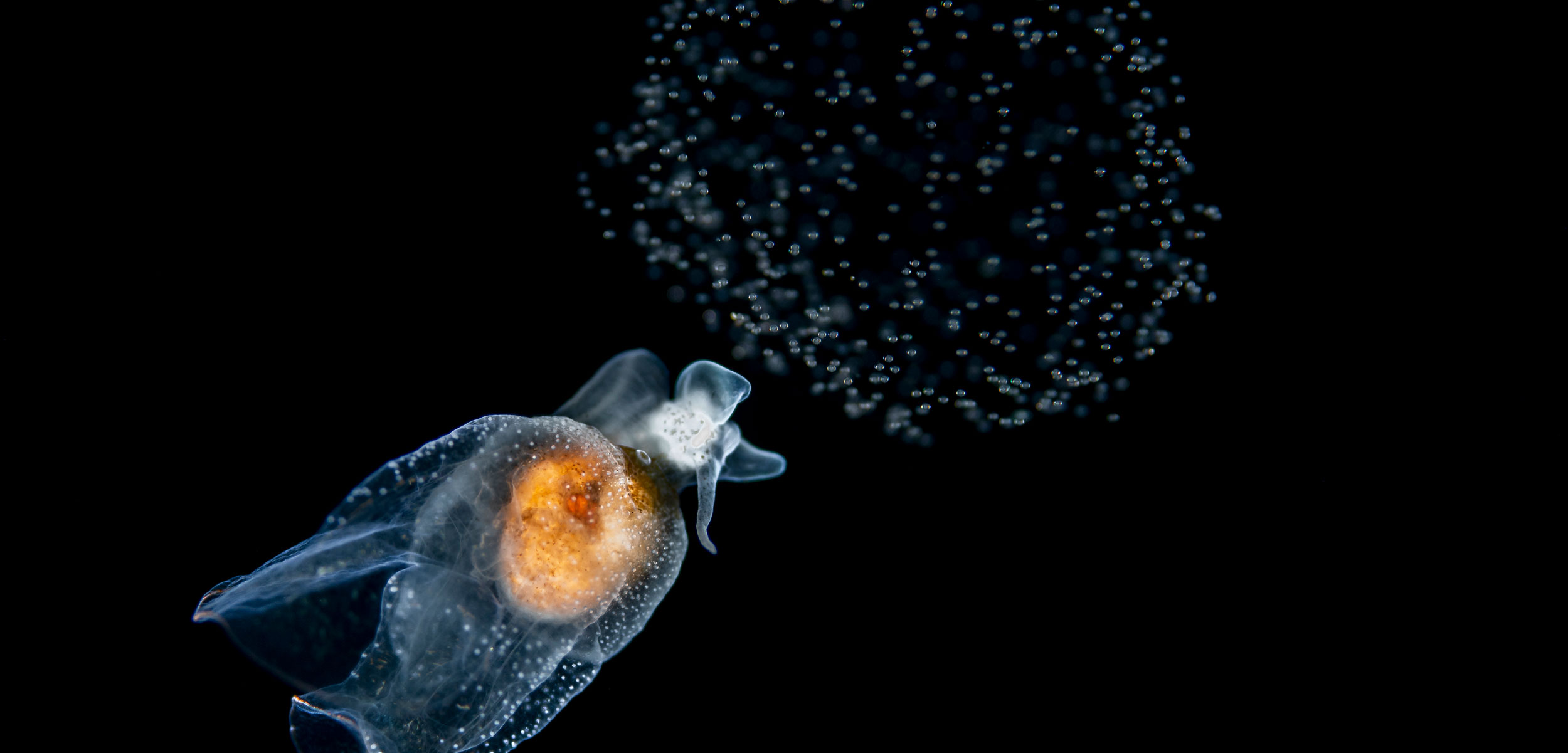 pteropod releasing eggs