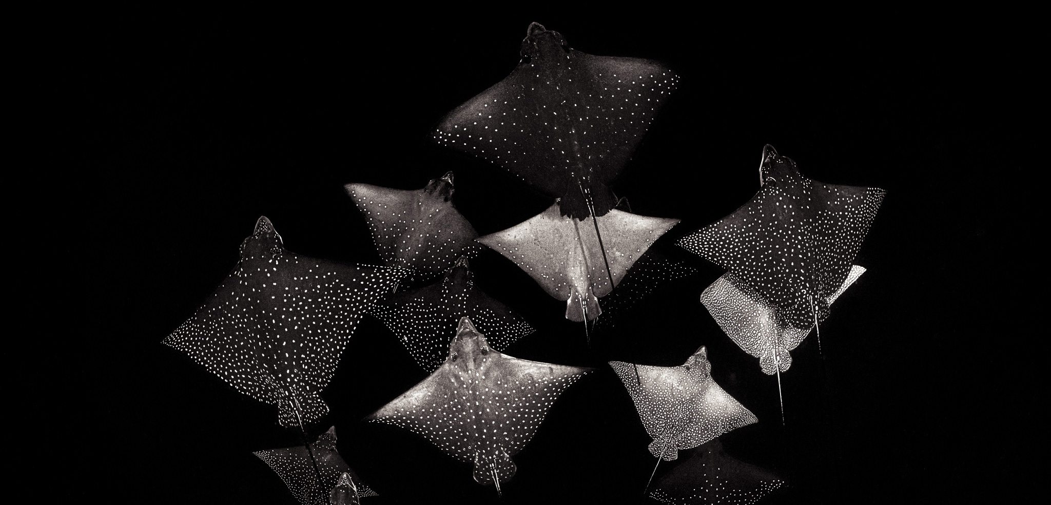 spotted eagle rays