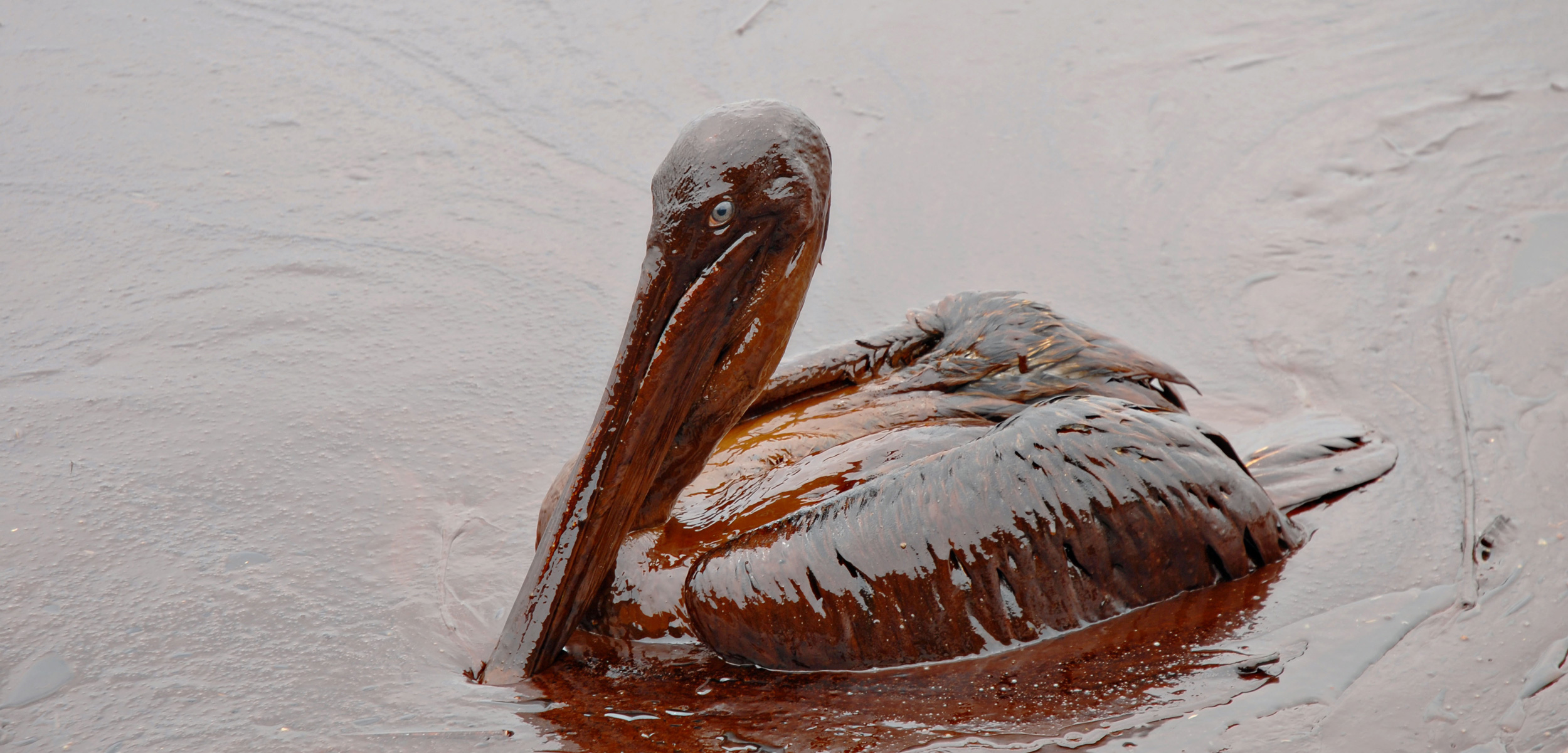 After the Deepwater Horizon oil blowout in 2010, rescuers rushed to save birds, like this pelican. In the end, it didn’t really matter, most birds died. Photo by Louisiana Governors Office/Alamy Stock Photo